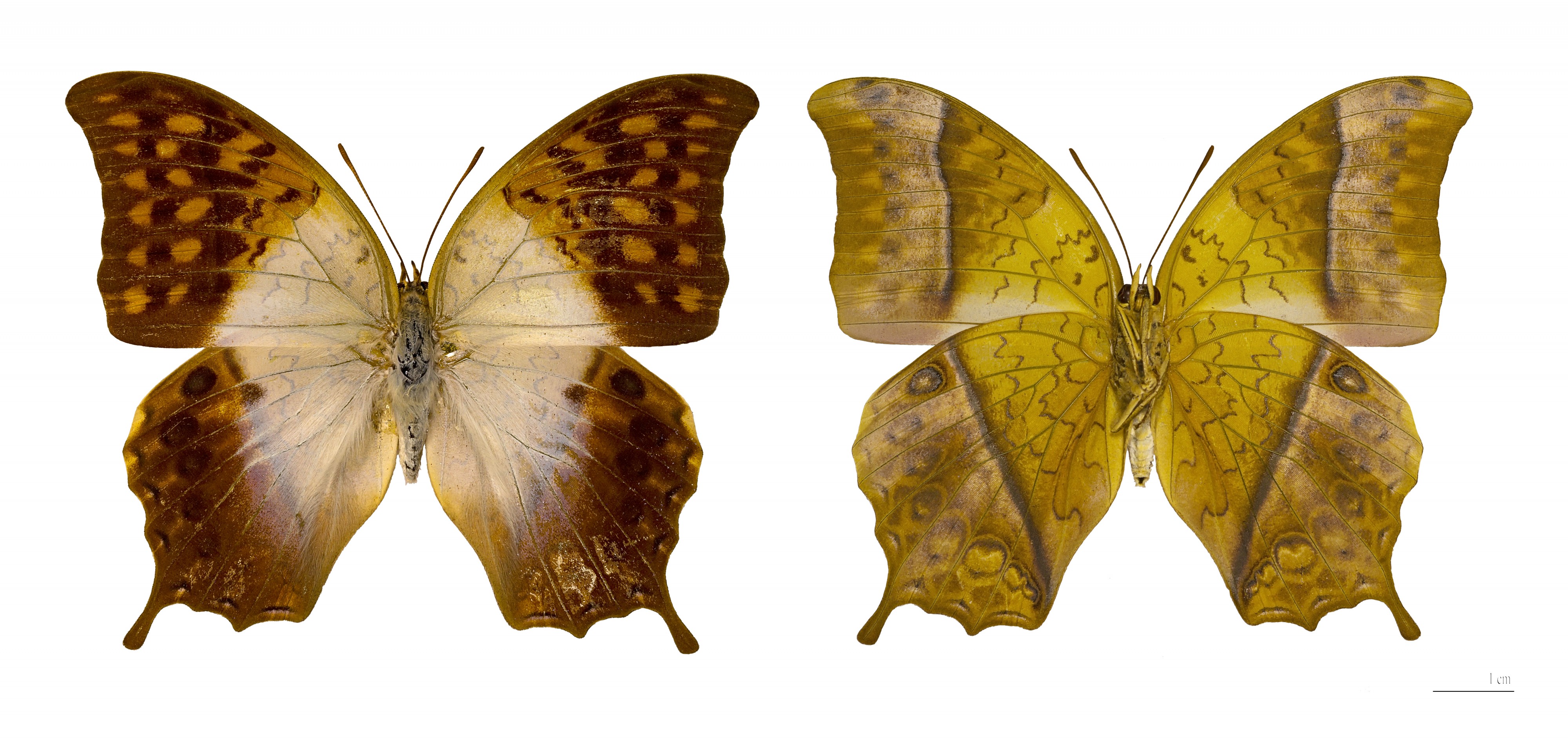Charaxes varanes vologeses (Mâle)