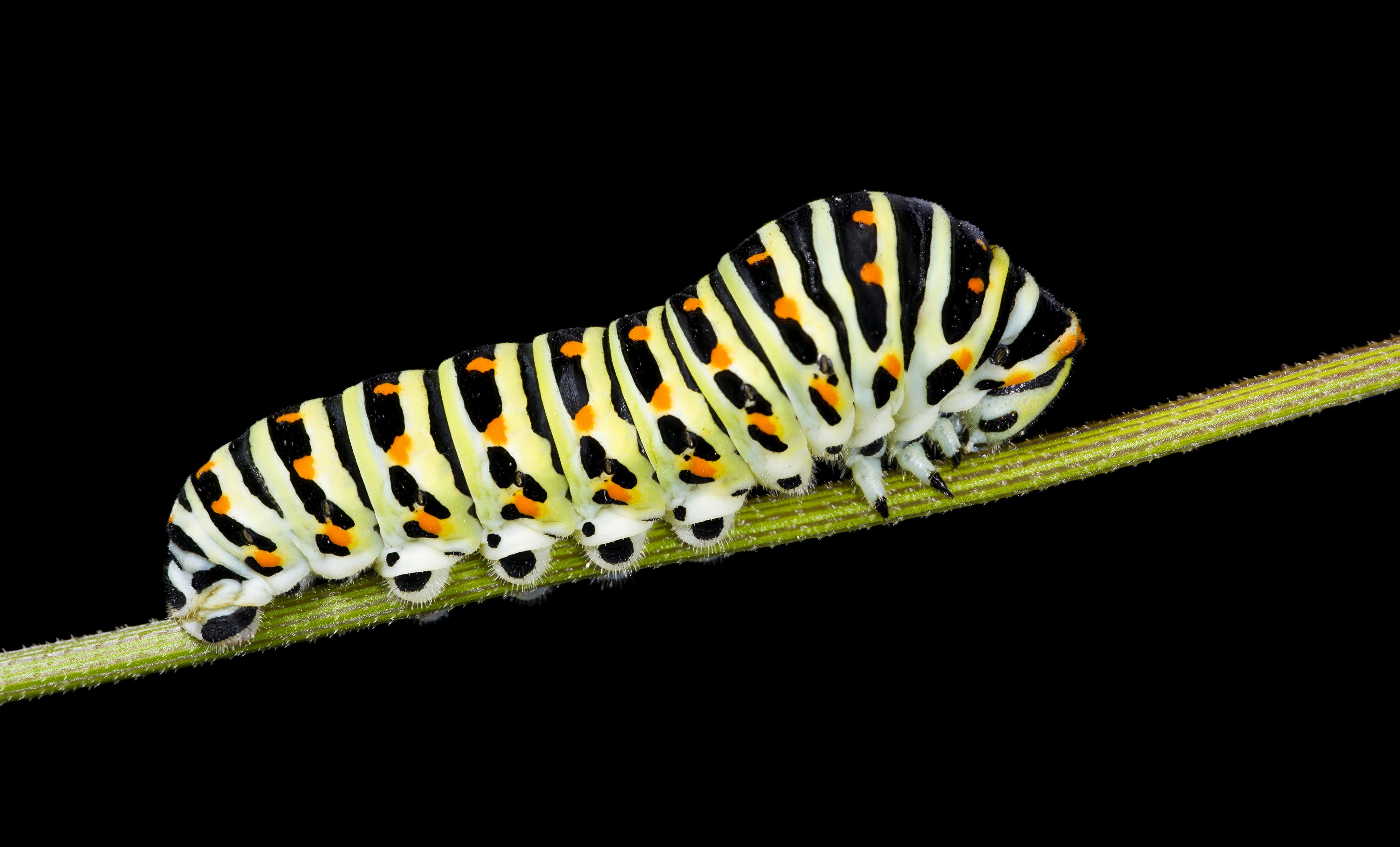 Chenille de Grand porte queue (macaon)