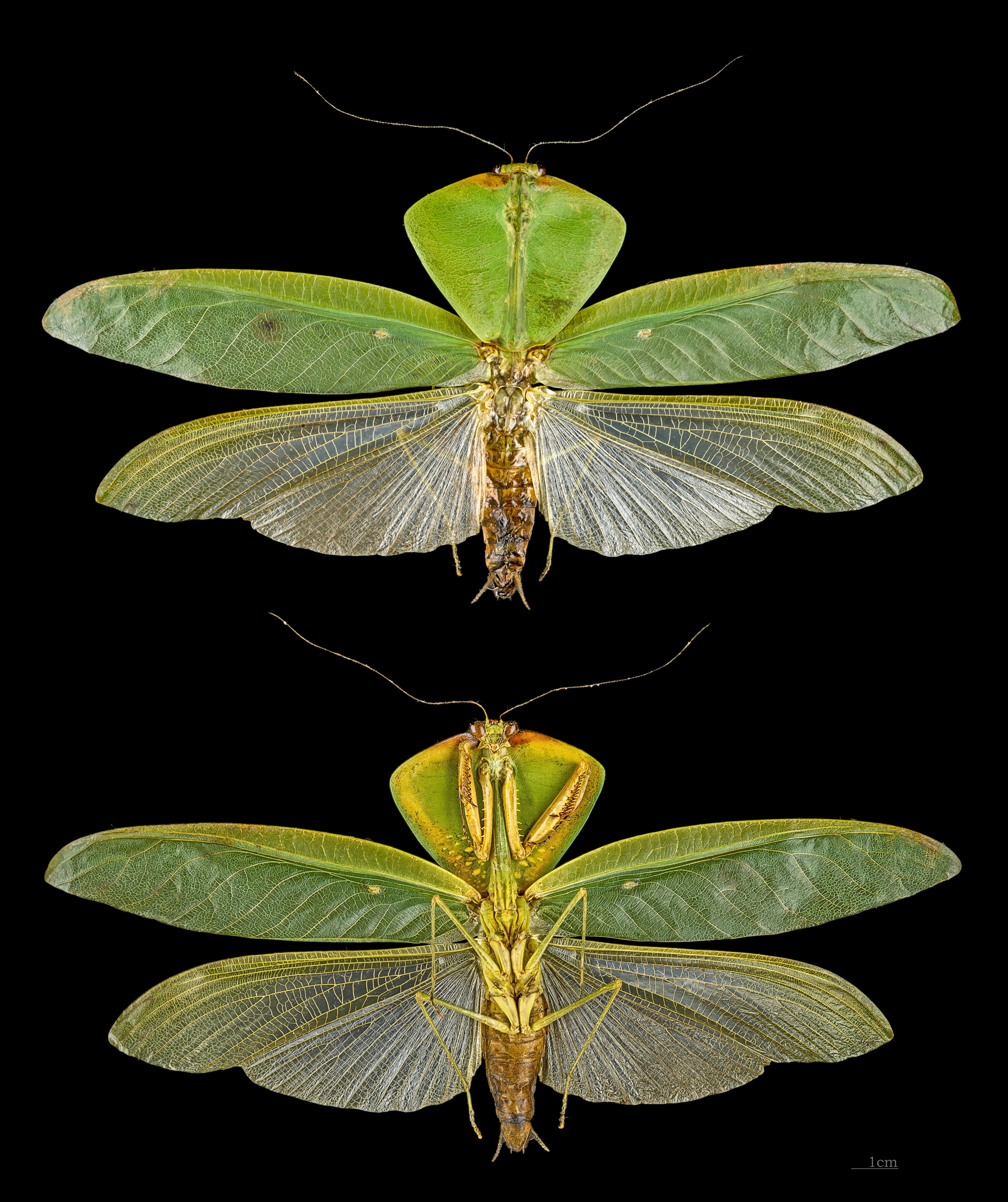 Choeradodis stalii MHNT