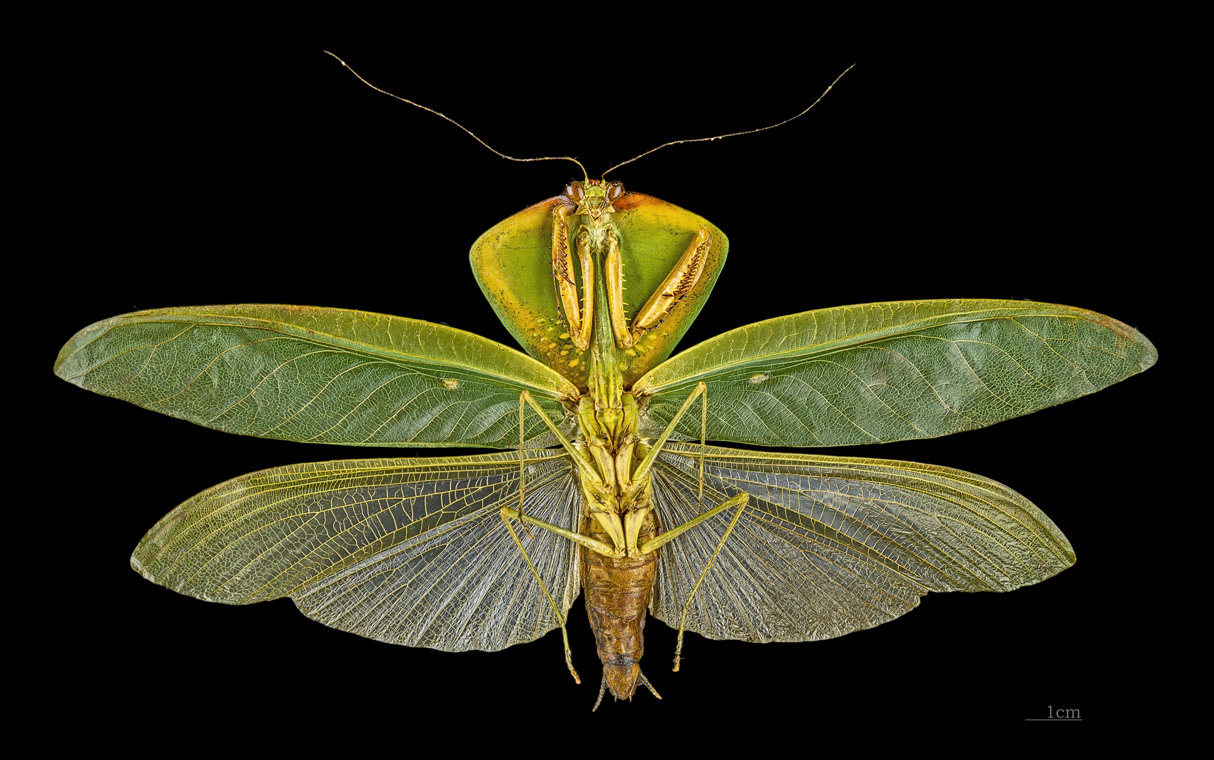 Choeradodis stalii MHNT ventre