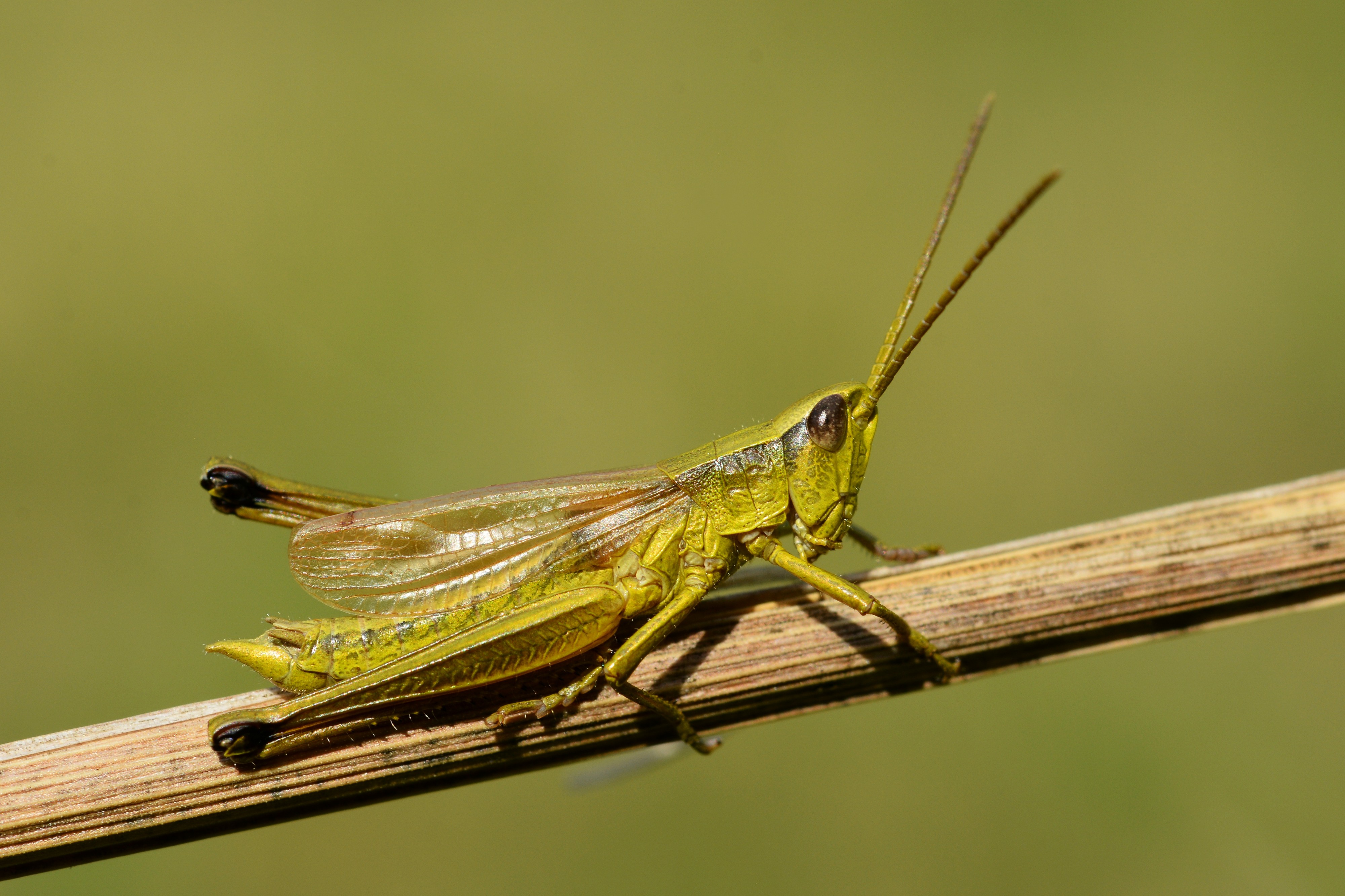 Chrysochraon dispar male (22285331536)
