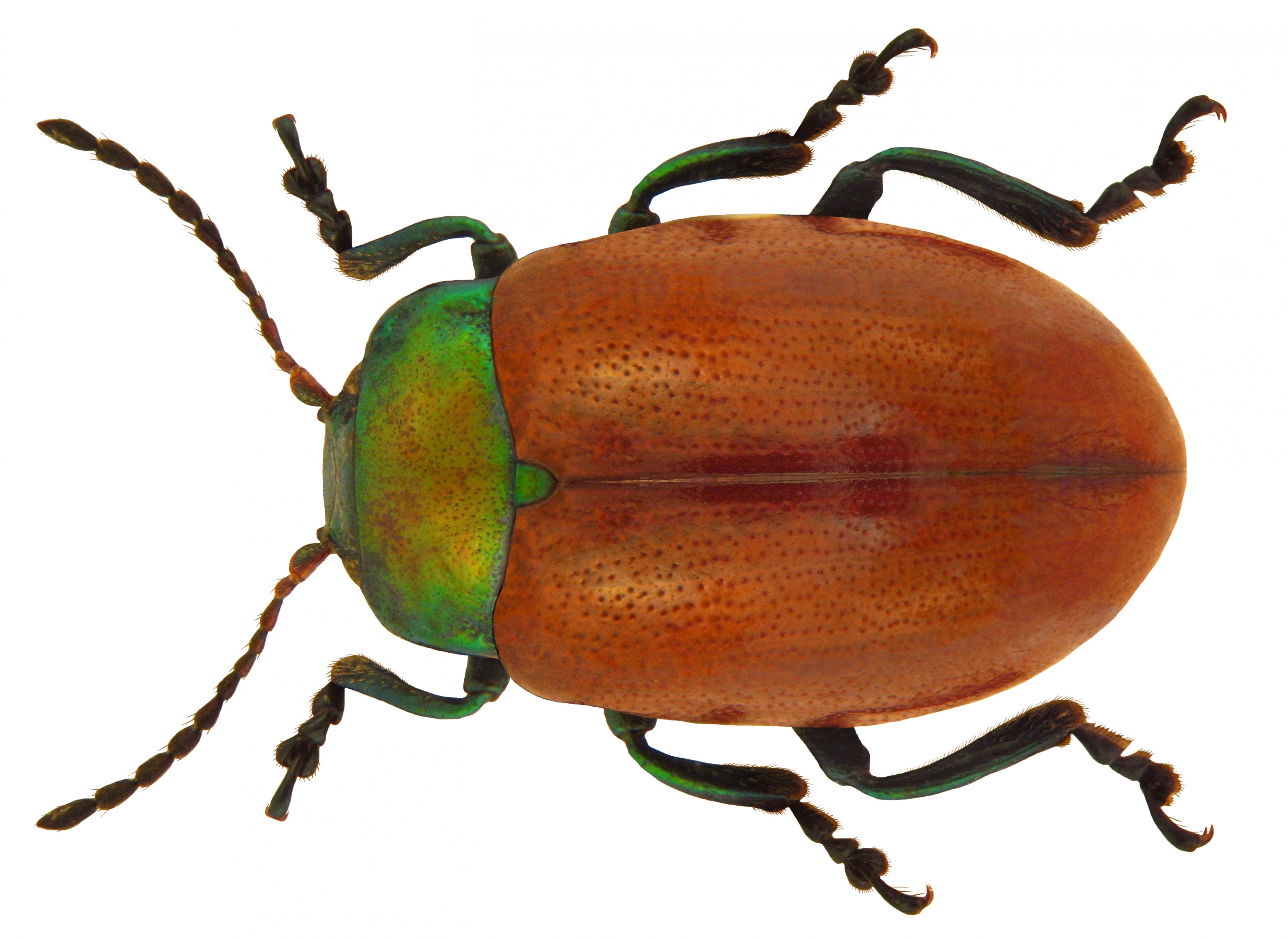 Chrysolina polita (Scriba, 1791)