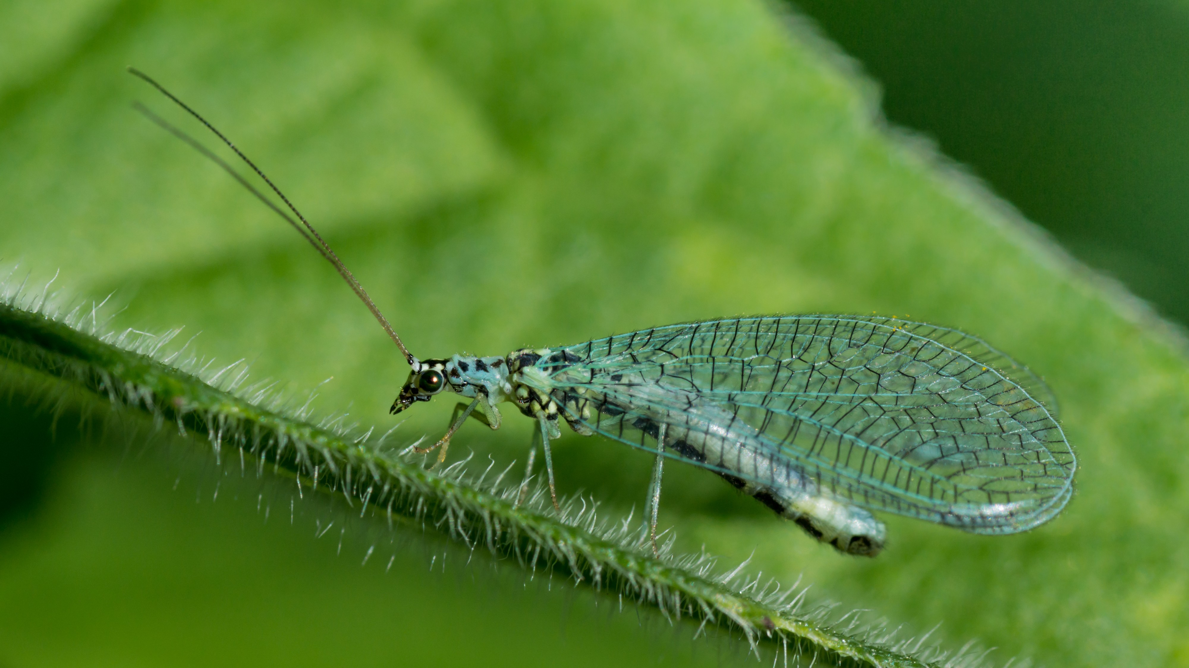 Chrysopidae 01 (MK)