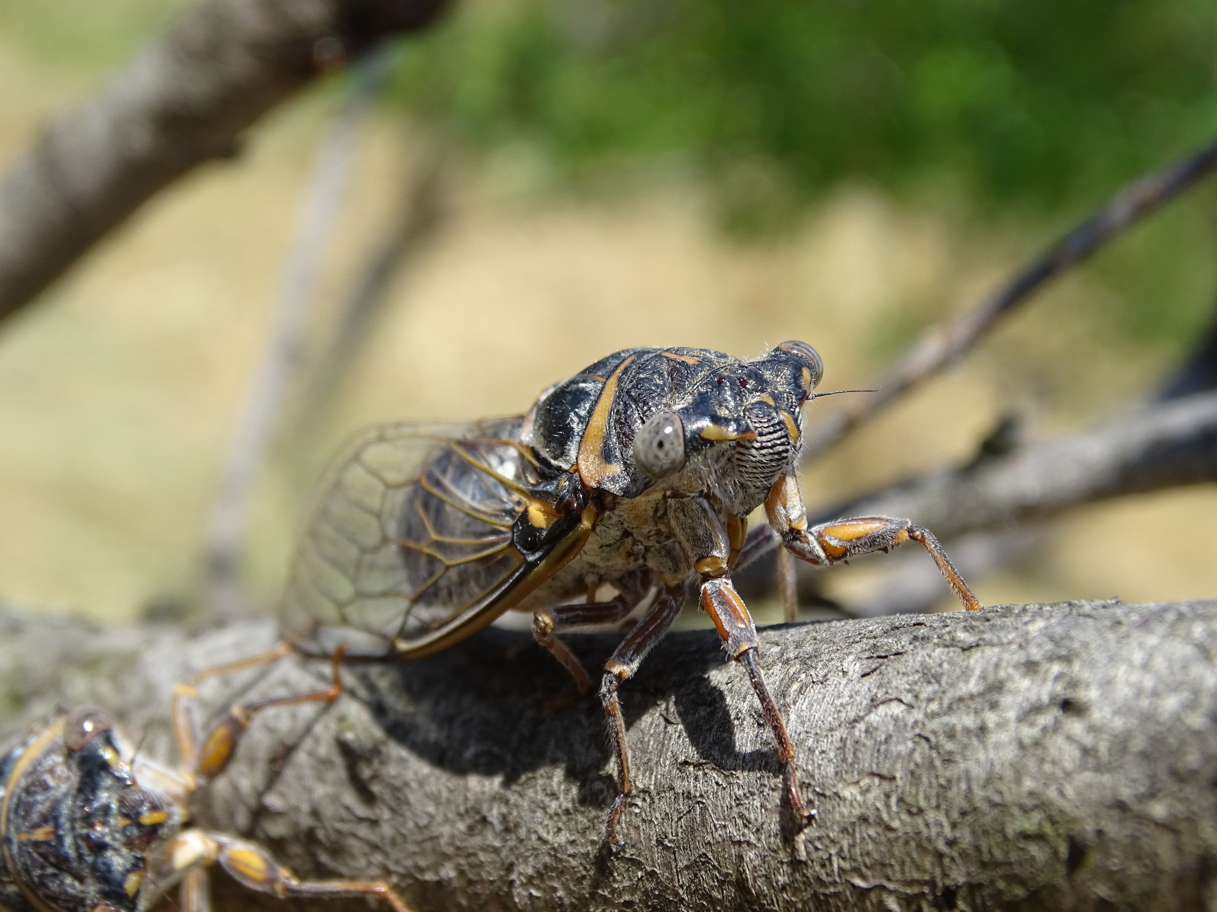 Cicadidae, Aude, France