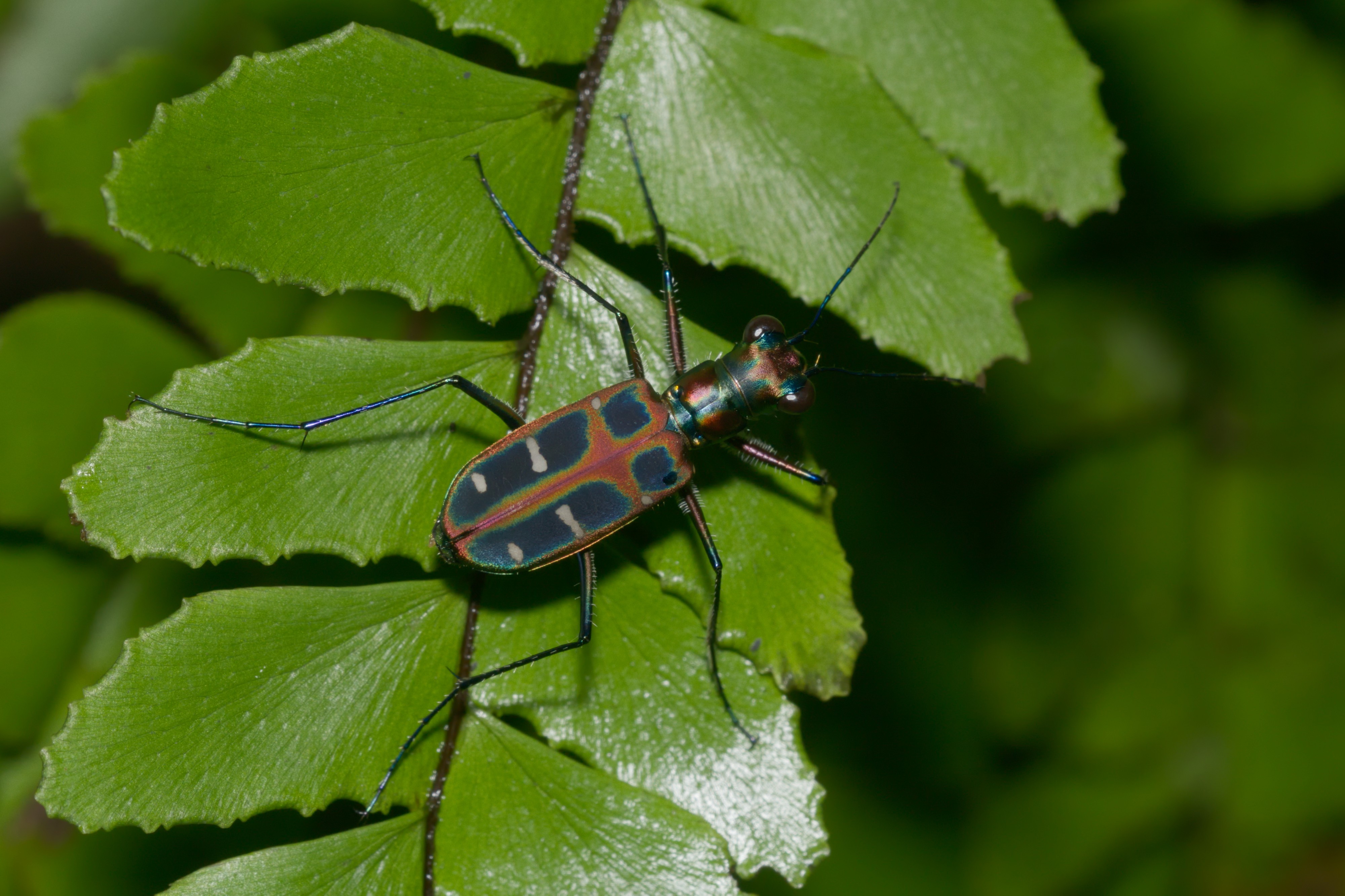 Cicindela duponti-Kadavoor-2016-06-17-001