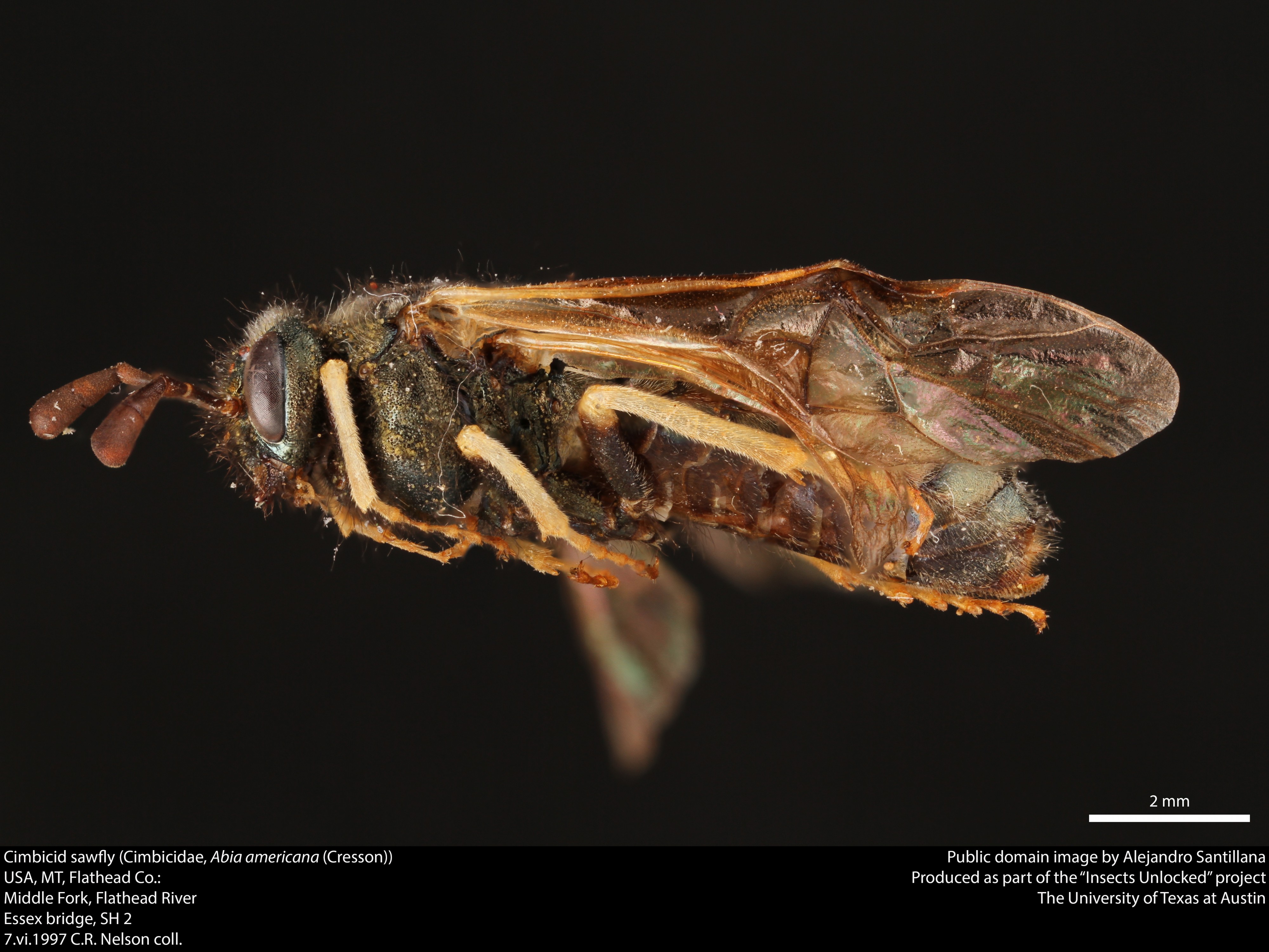 Cimbicid sawfly (Cimbicidae, Abia americana (Cresson)) (37765990112)