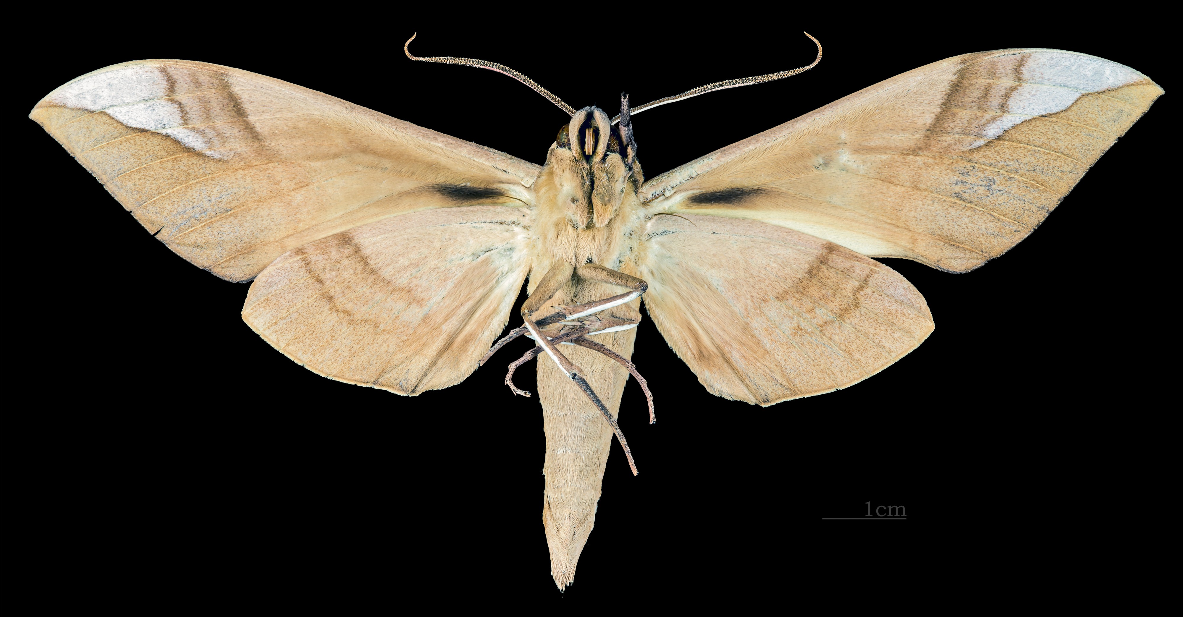Clanis pratti MHNT CUT 2010 0 104 Ambon Male ventral