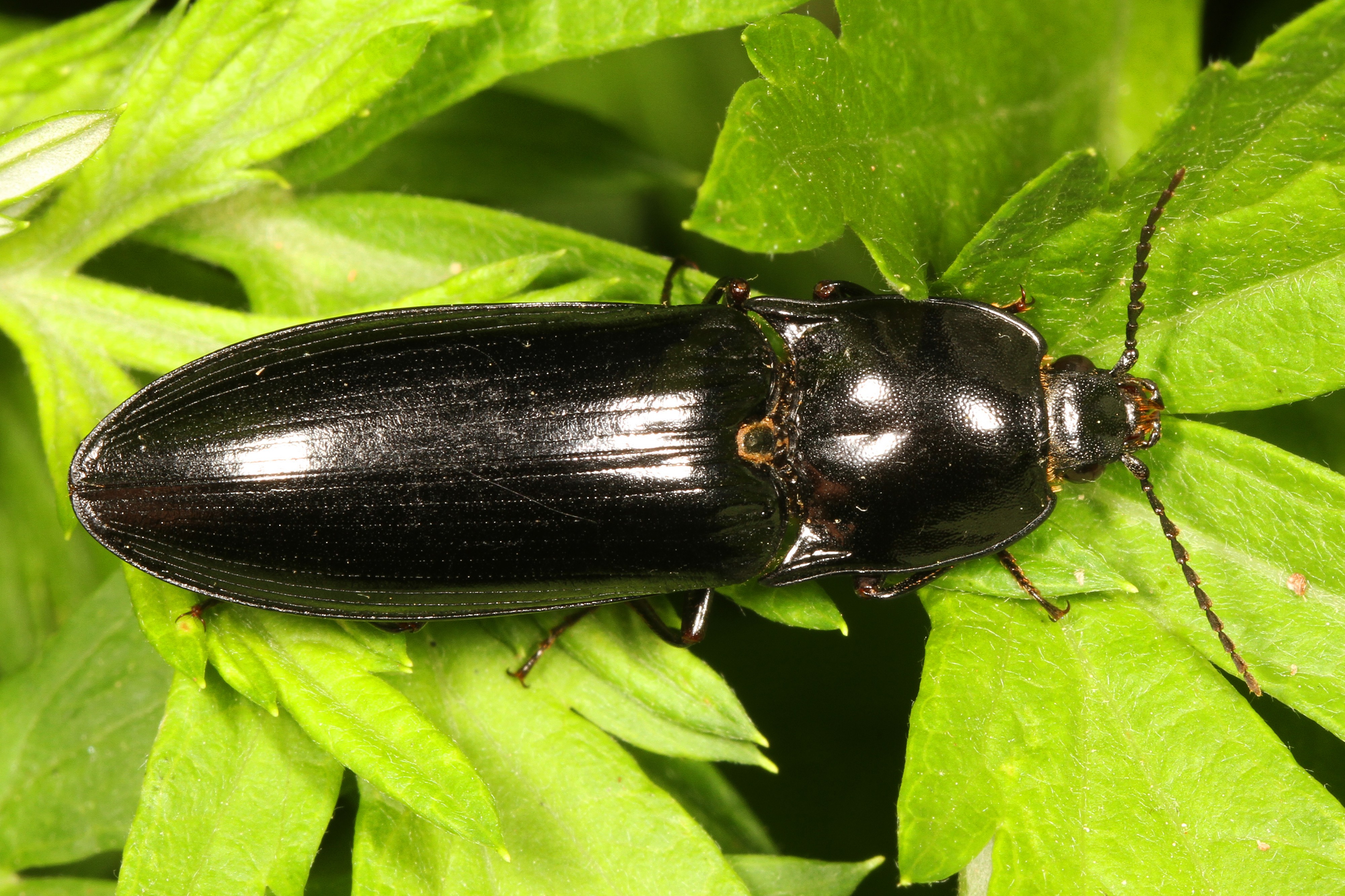 Click Beetle - Melanactes species, Meadowwood Farm SRMA, Mason Neck, Virginia
