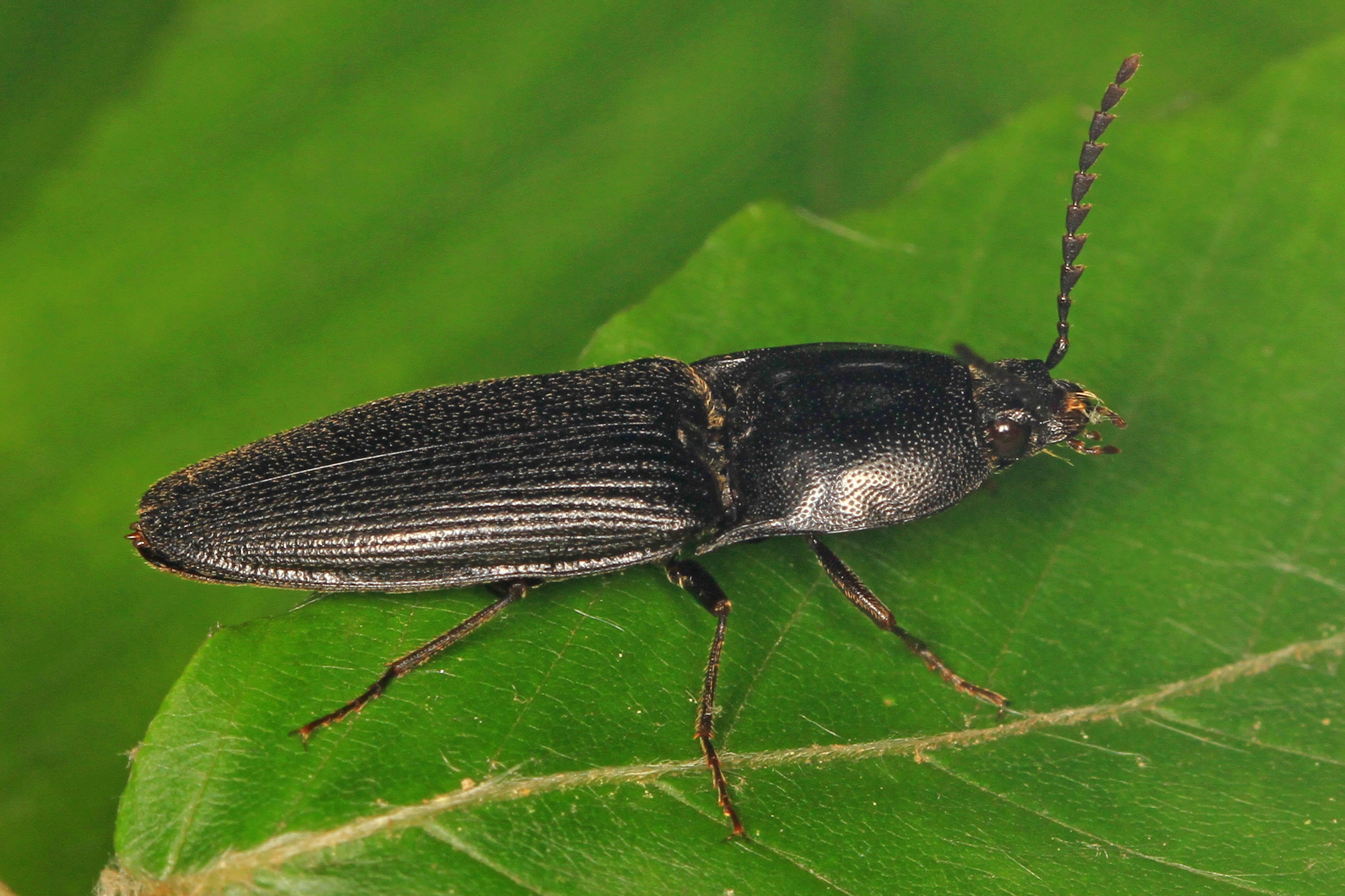 Click Beetle - Neopristilophus aethiops, Prince William Forest Park, Triangle, Virginia