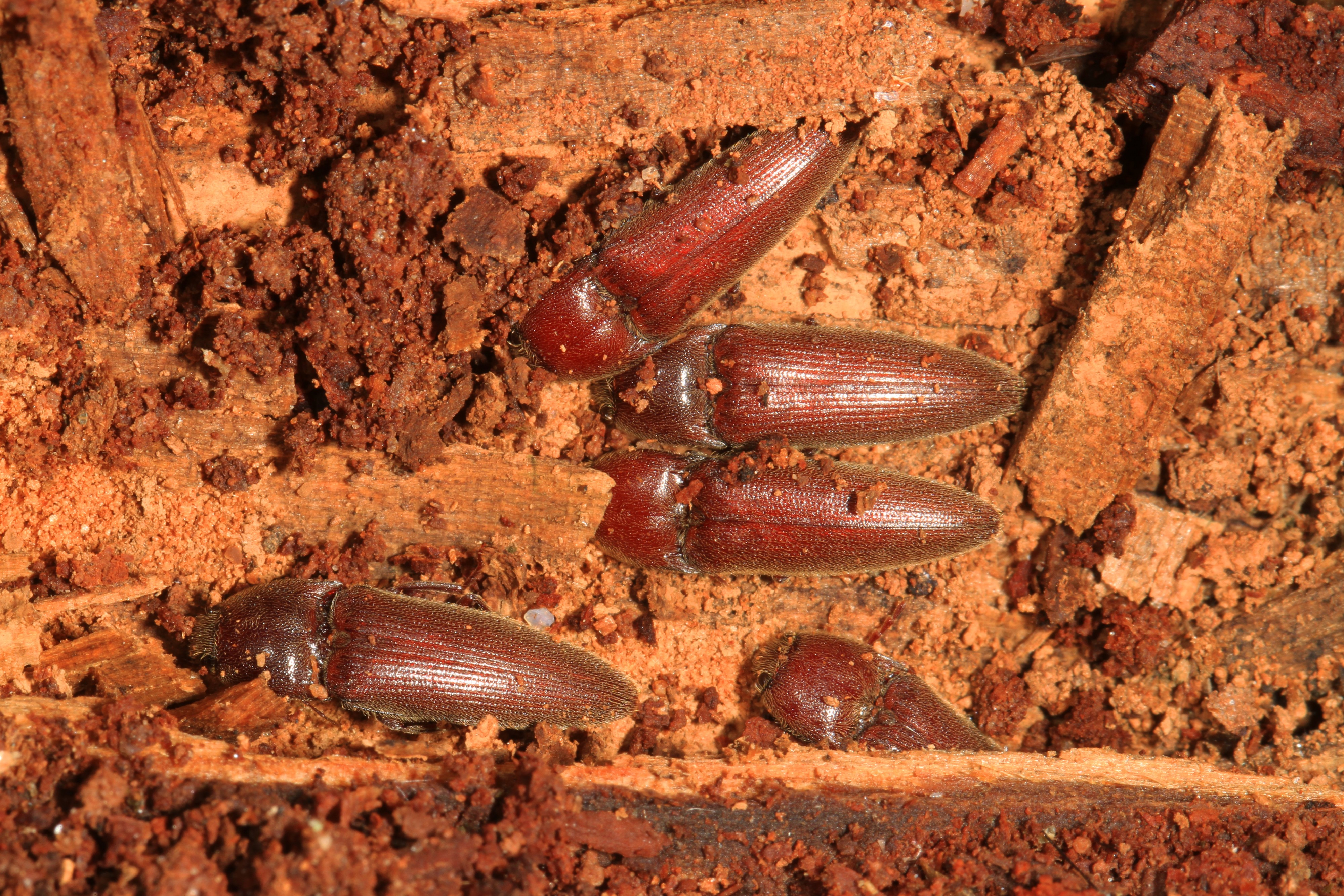 Click Beetle slumber party - Melanotus sp.?, Meadowood Farm SRMA, Mason Neck, Virginia