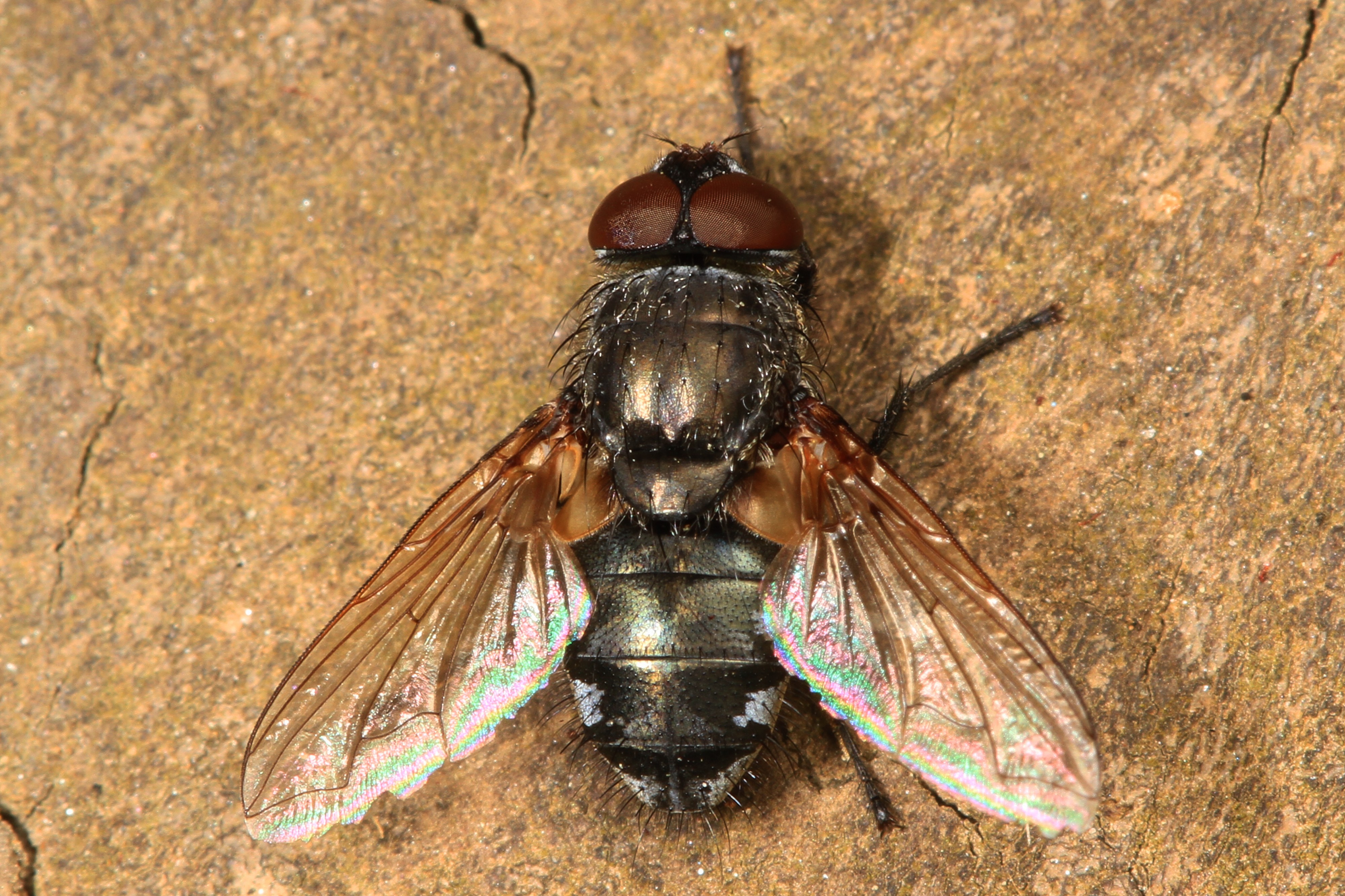 Cluster Fly - Pollenia species?, Julie Metz Wetlands, Woodbridge, Virginia