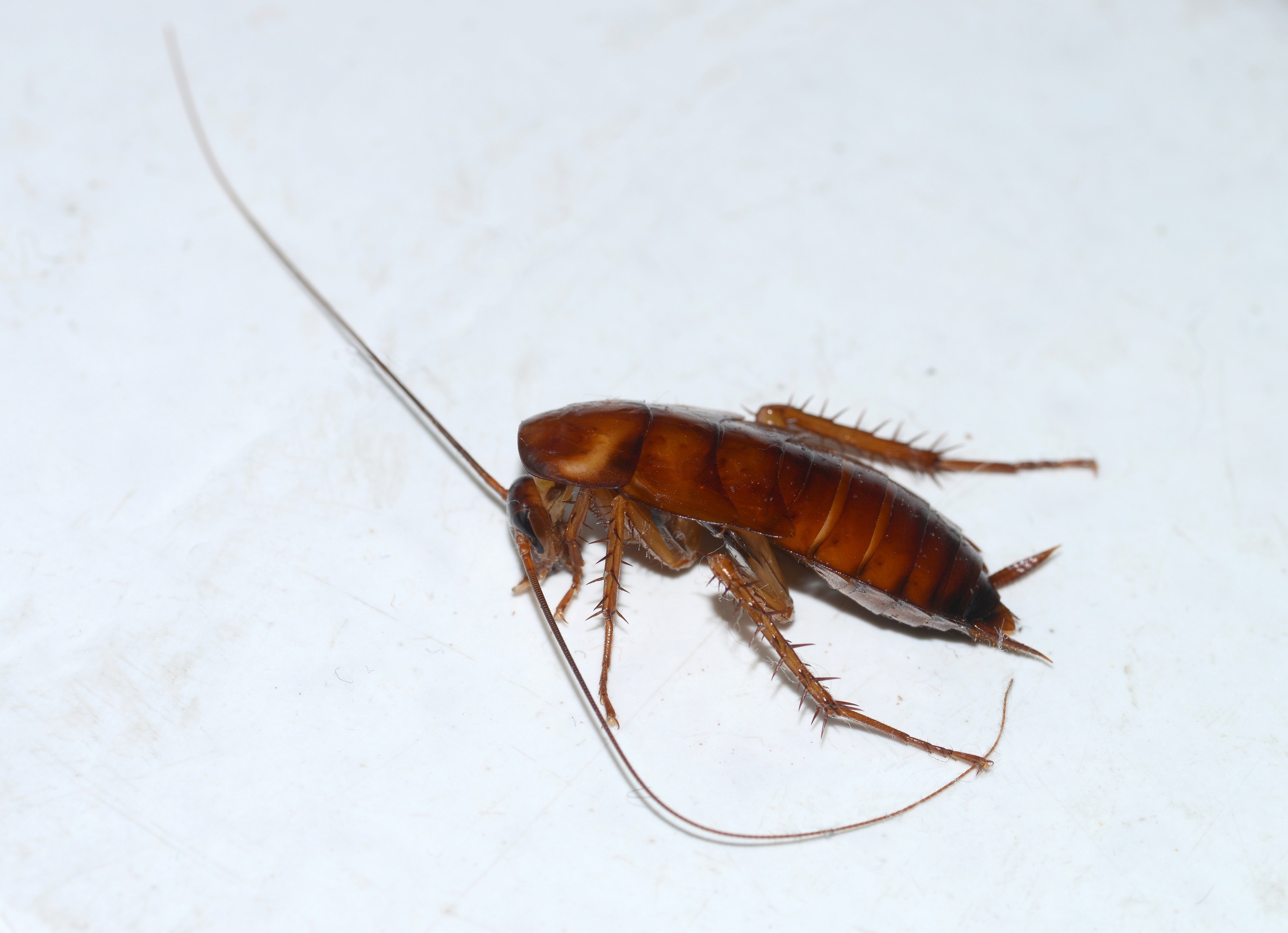 Cockroach July 2013-1