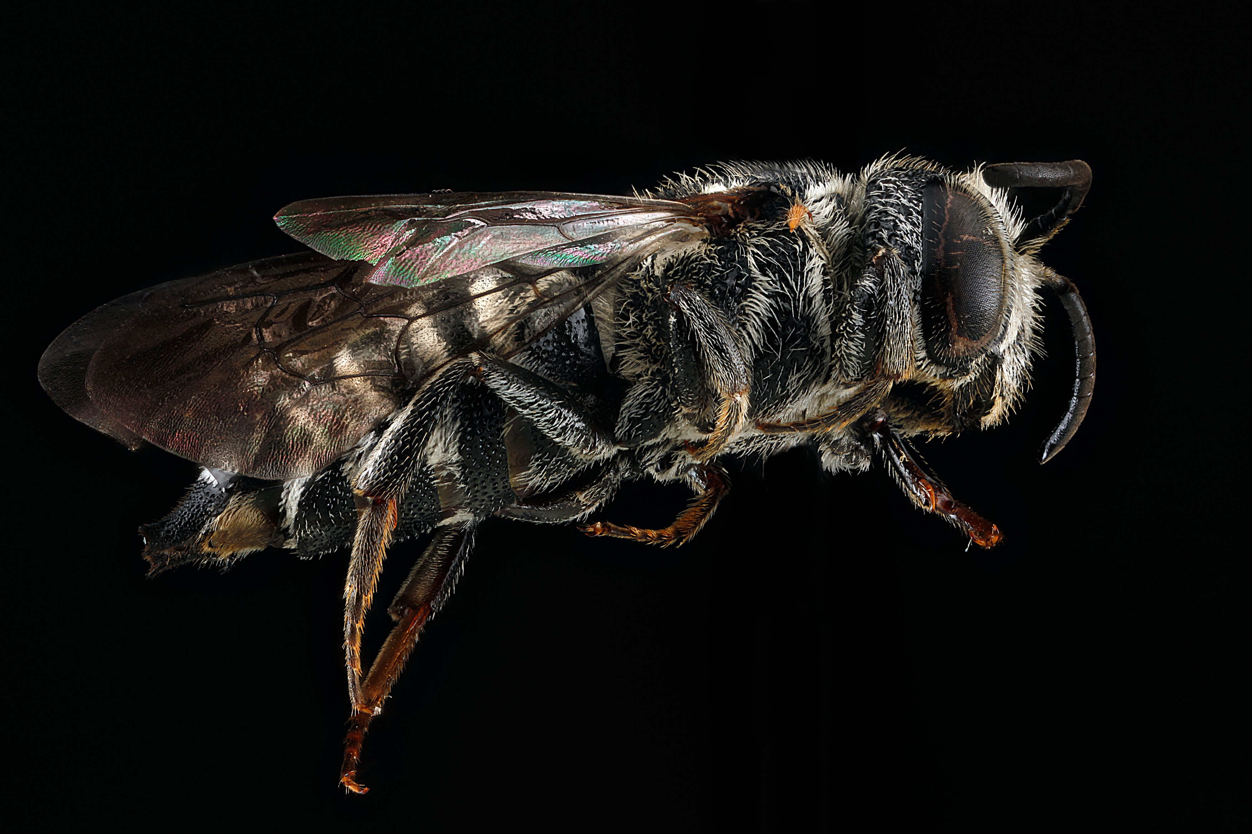 Coelioxys modesta