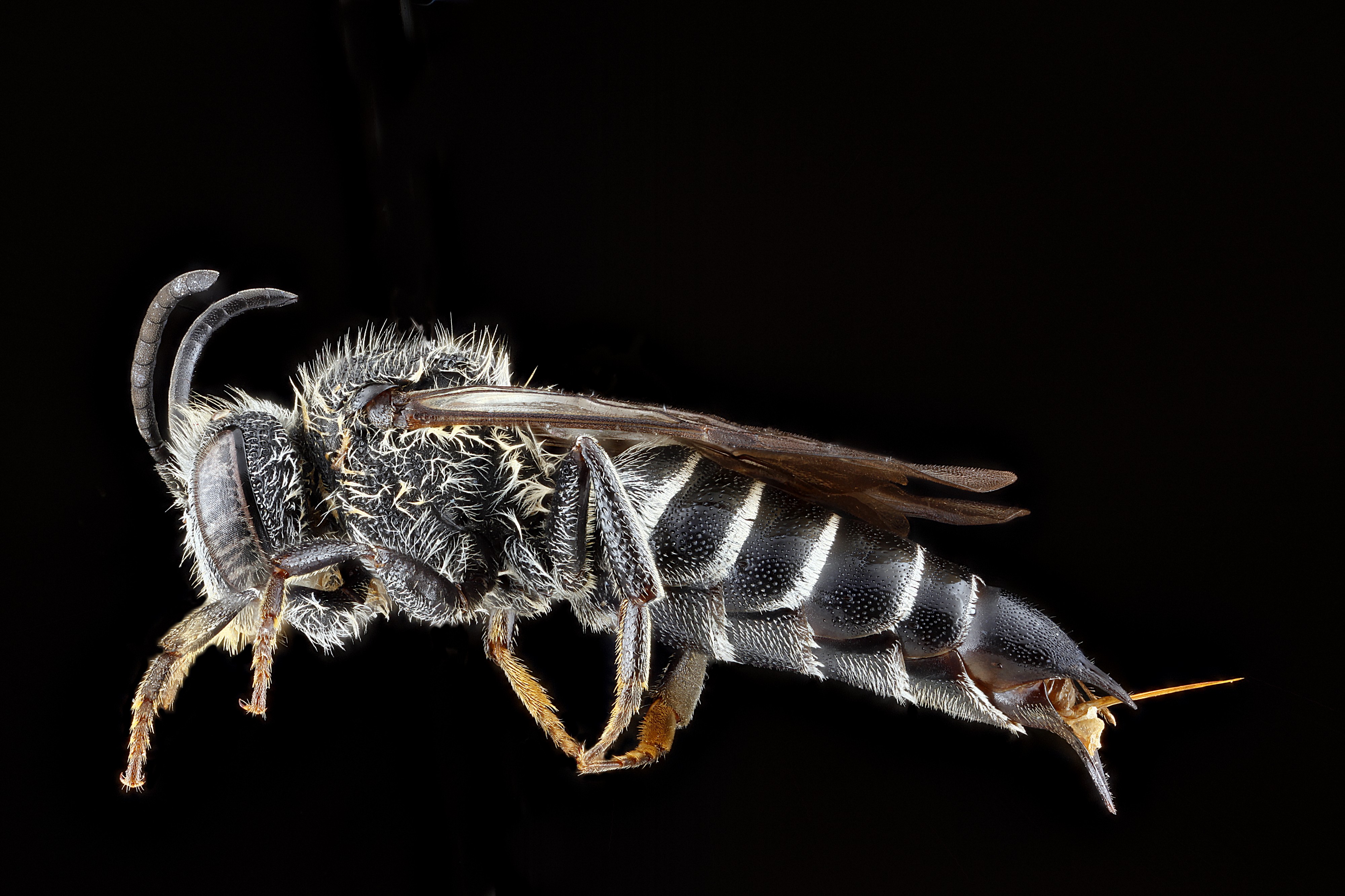 Coelioxys moesta male