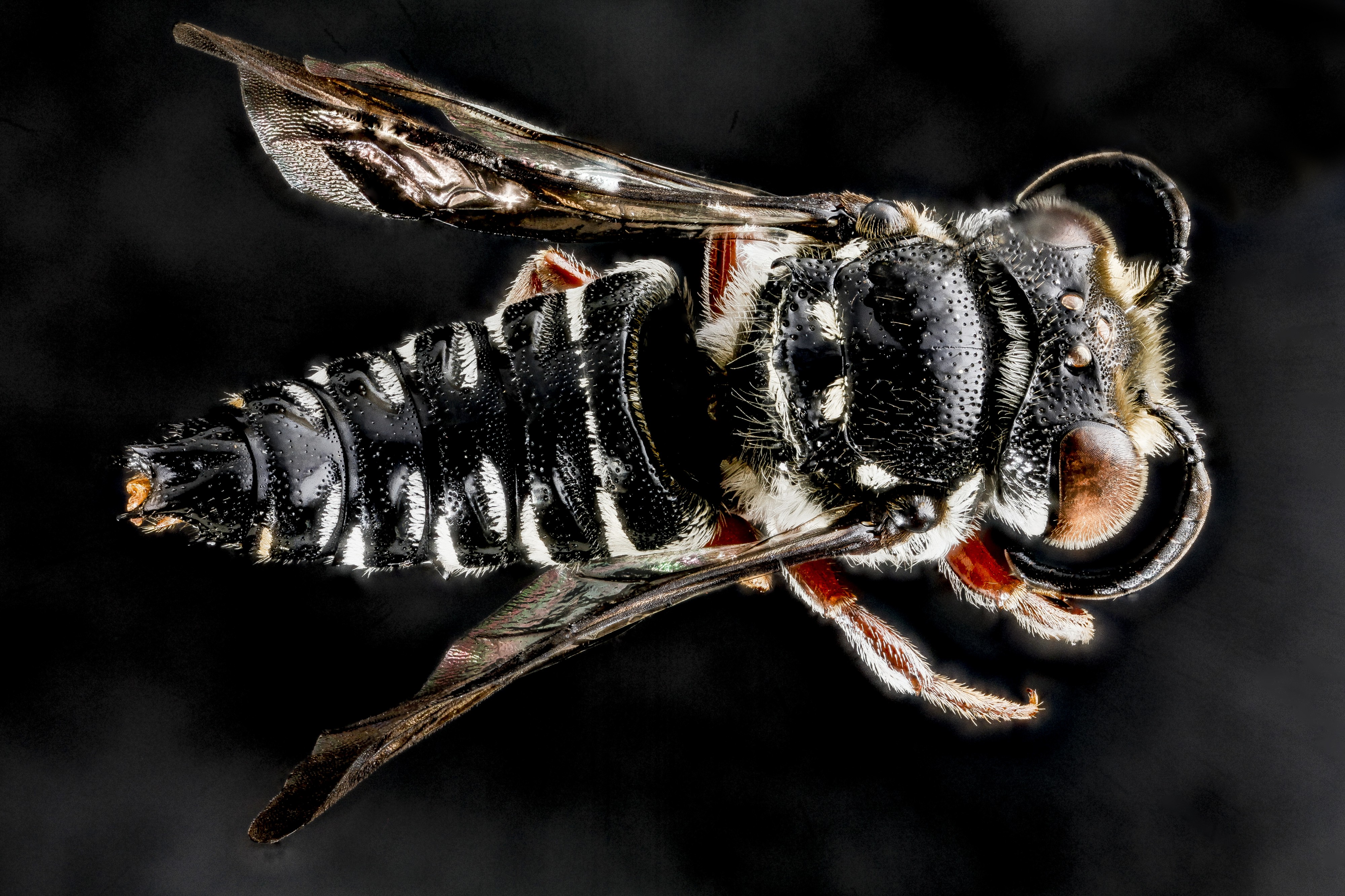 Coelioxys vigilans m