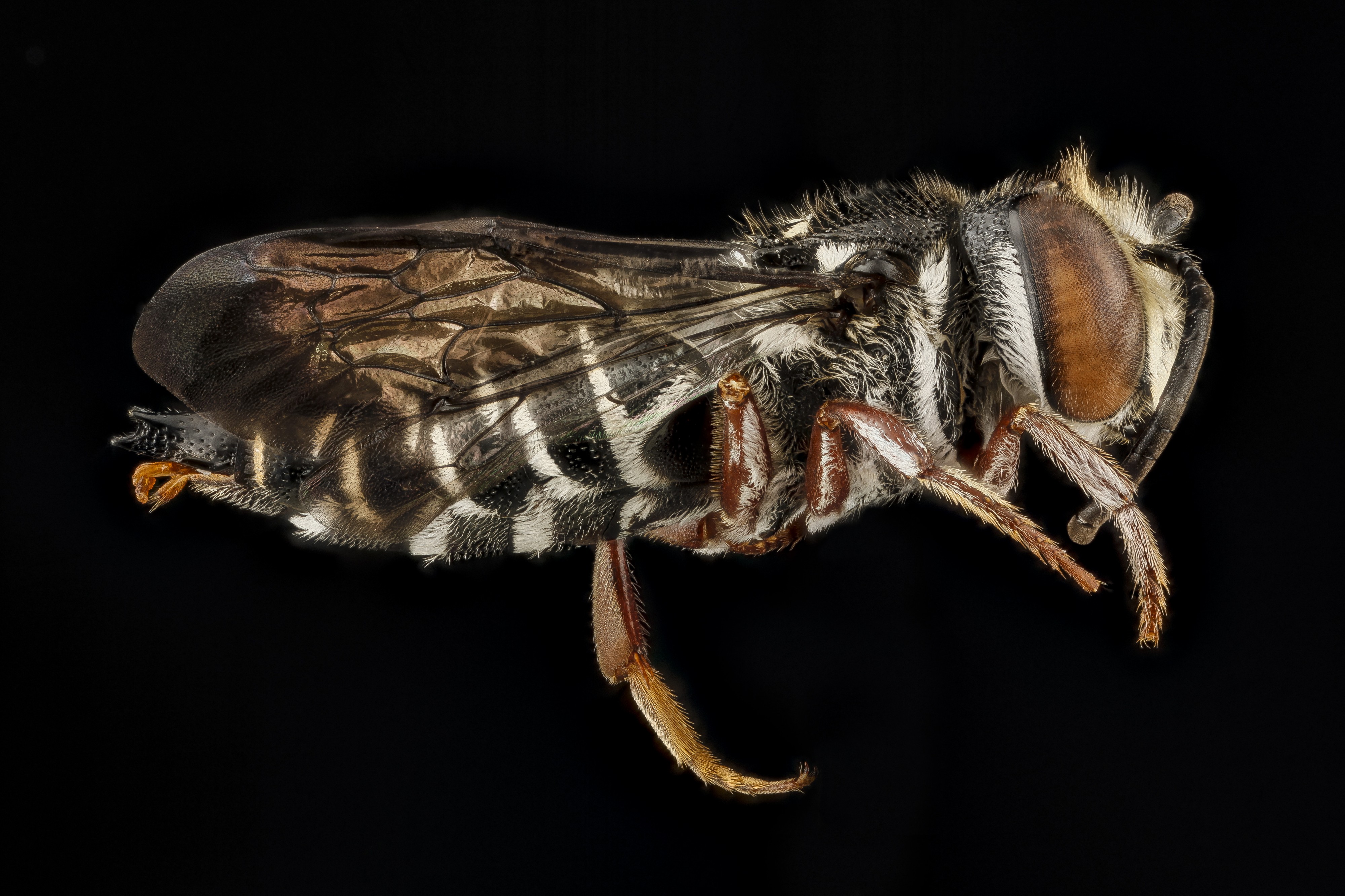 Coelioxys vigilans m1