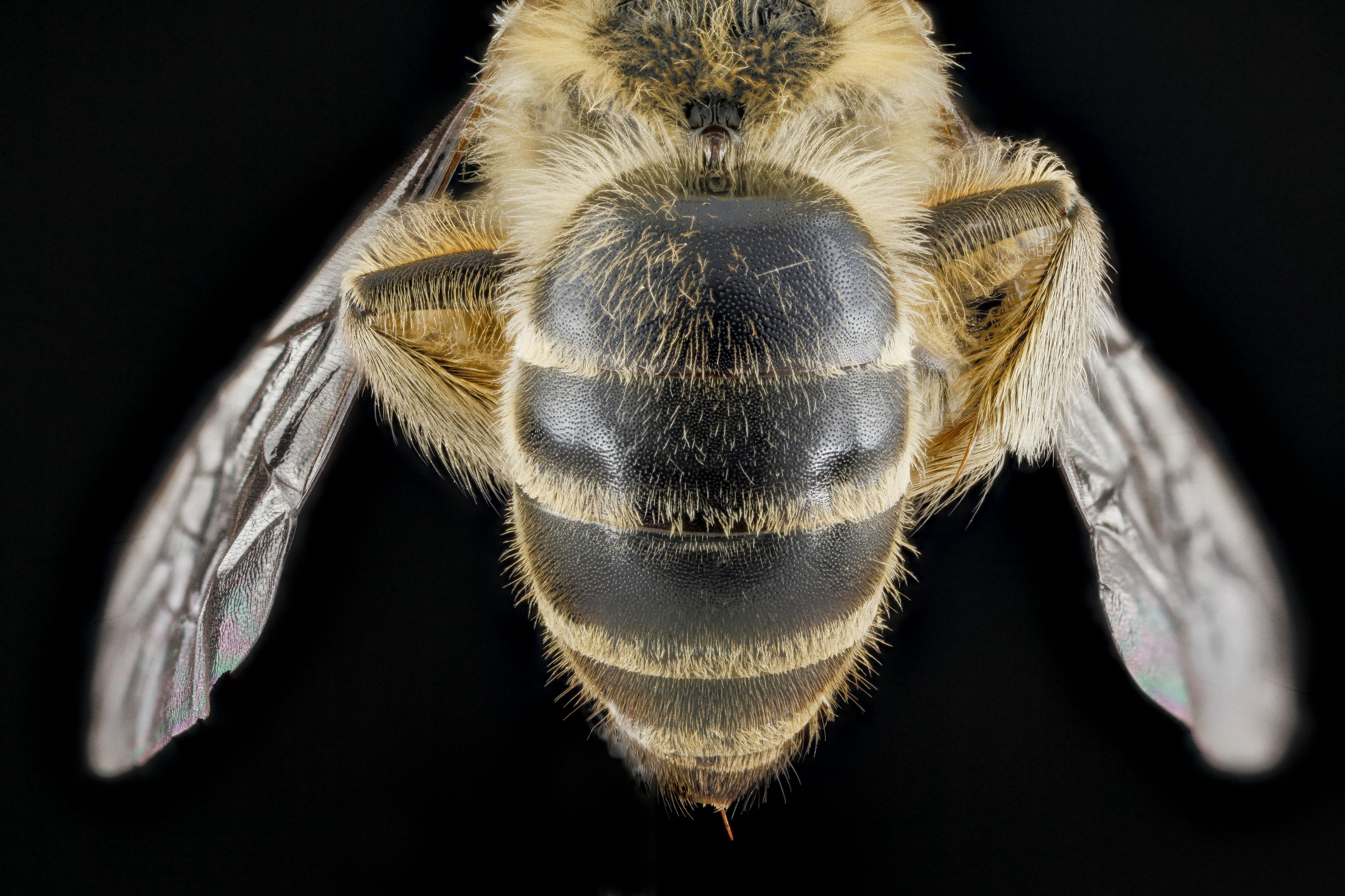 Colletes inaequalis, female, back1 2012-08-10-15.38.49 ZS PMax (7918574678)
