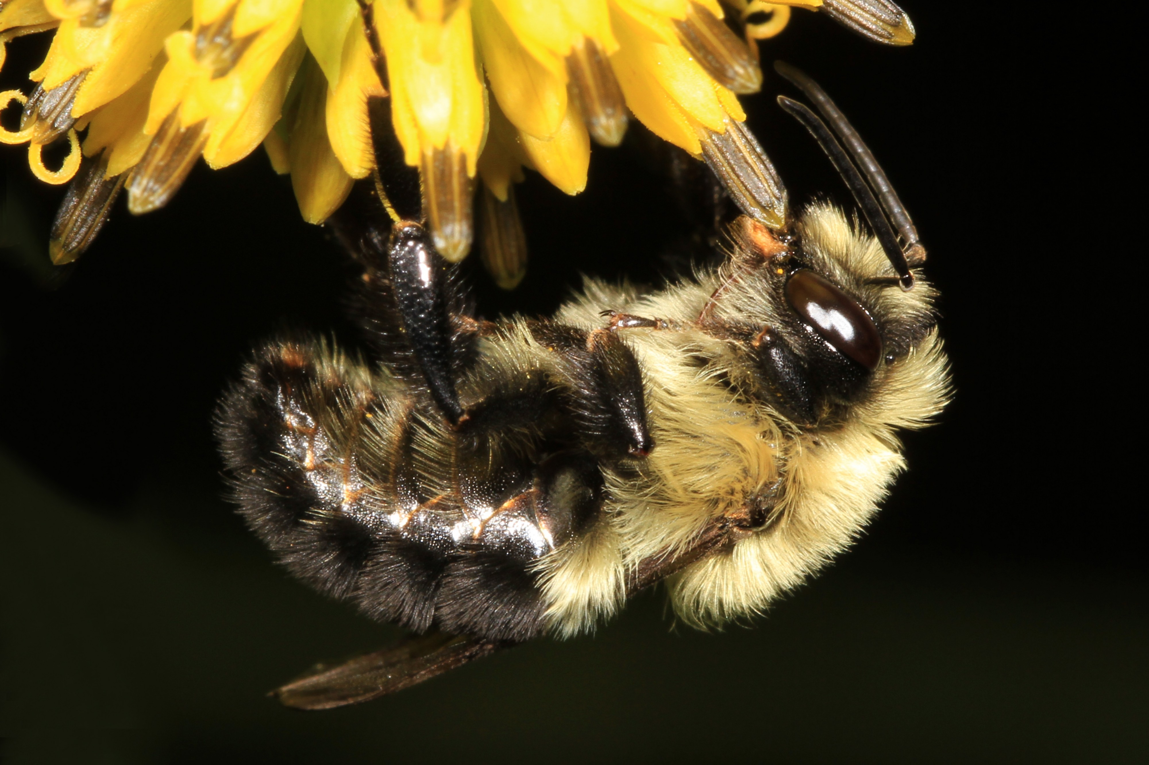 Common Eastern Bumblebee