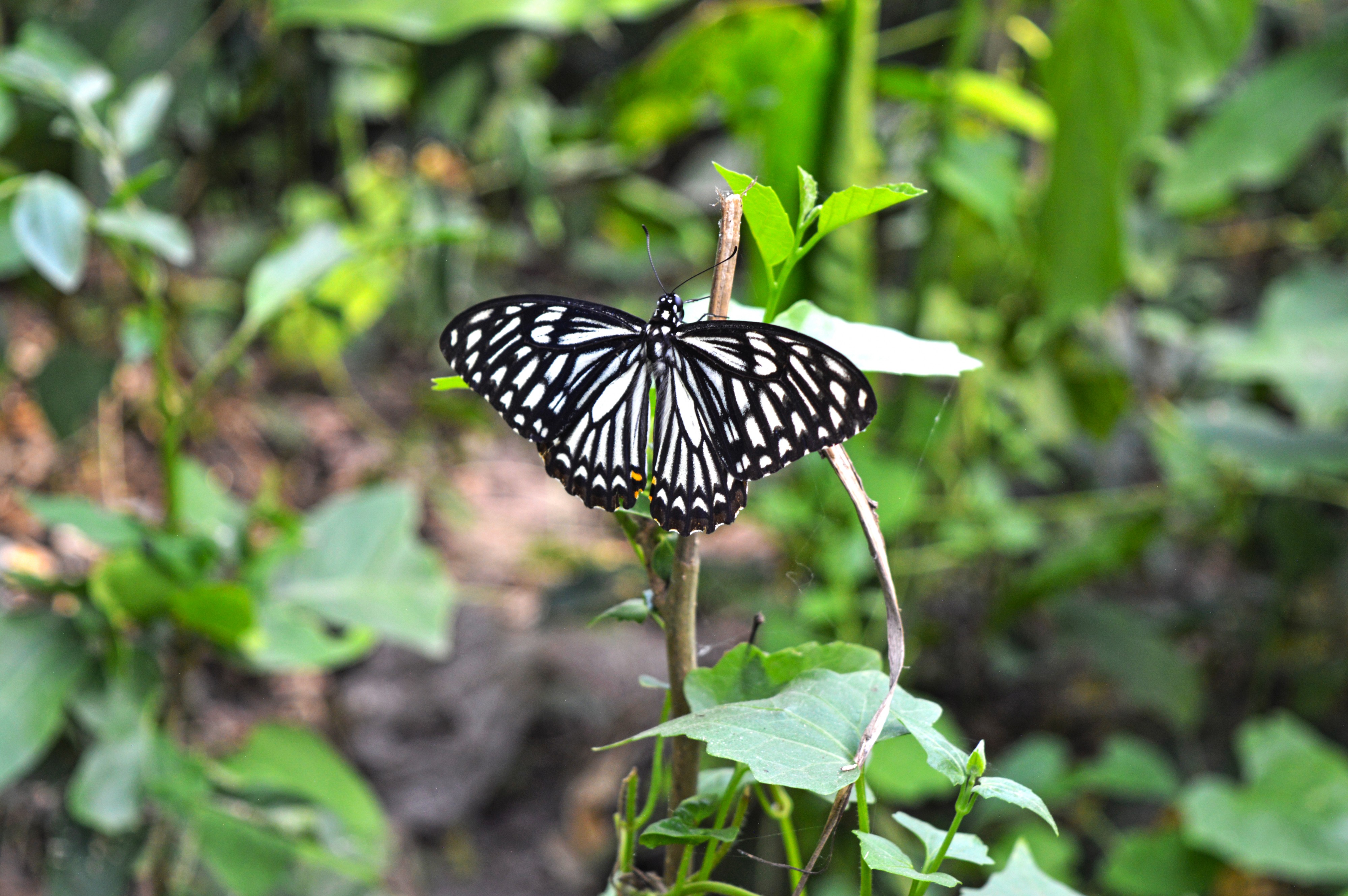 Common mime