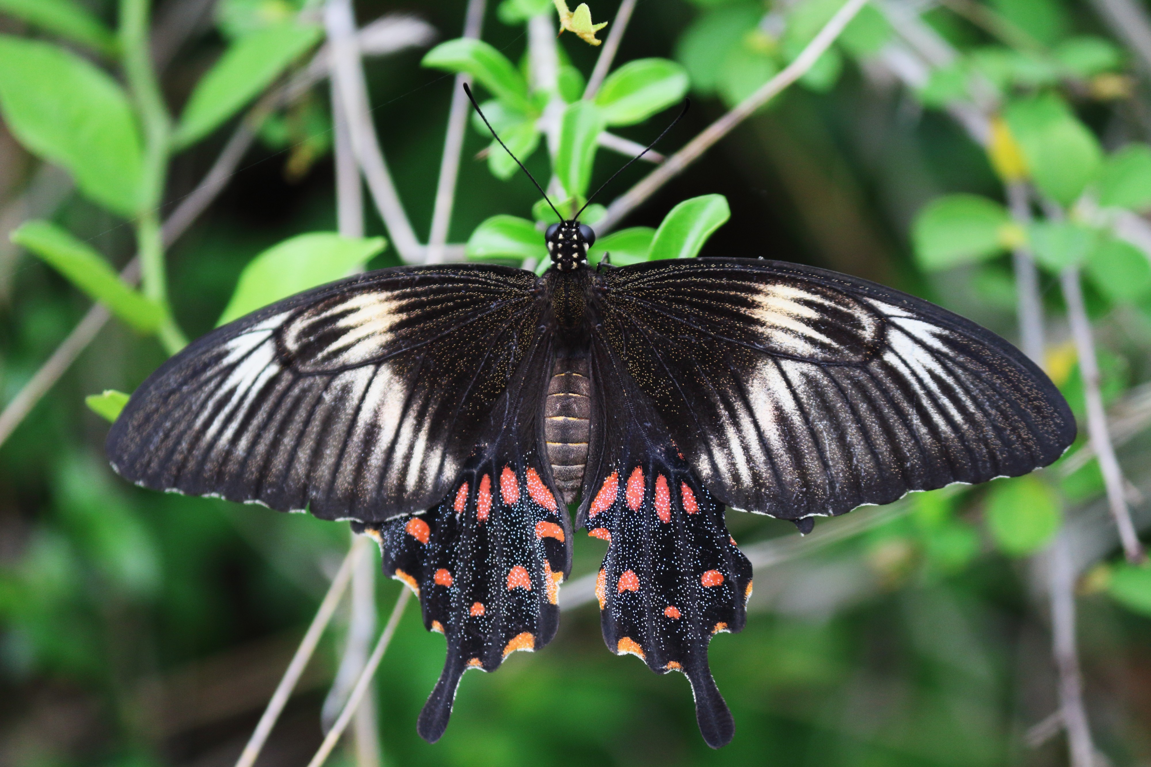 Common Mormon - Papilio polytes - கறிவேப்பிலை அழகி