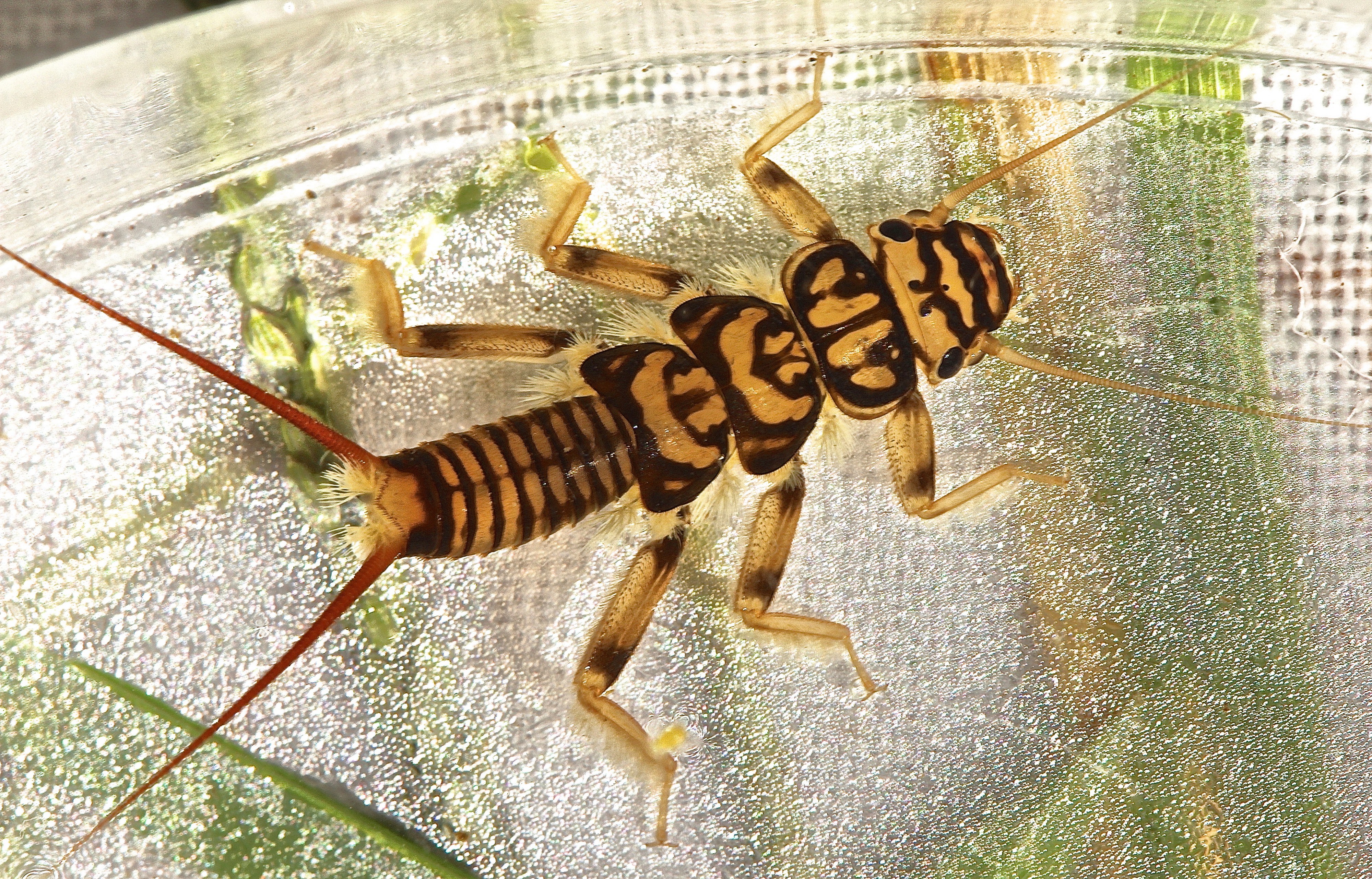 Common stonefly, Agnetina capitata (21036968098)