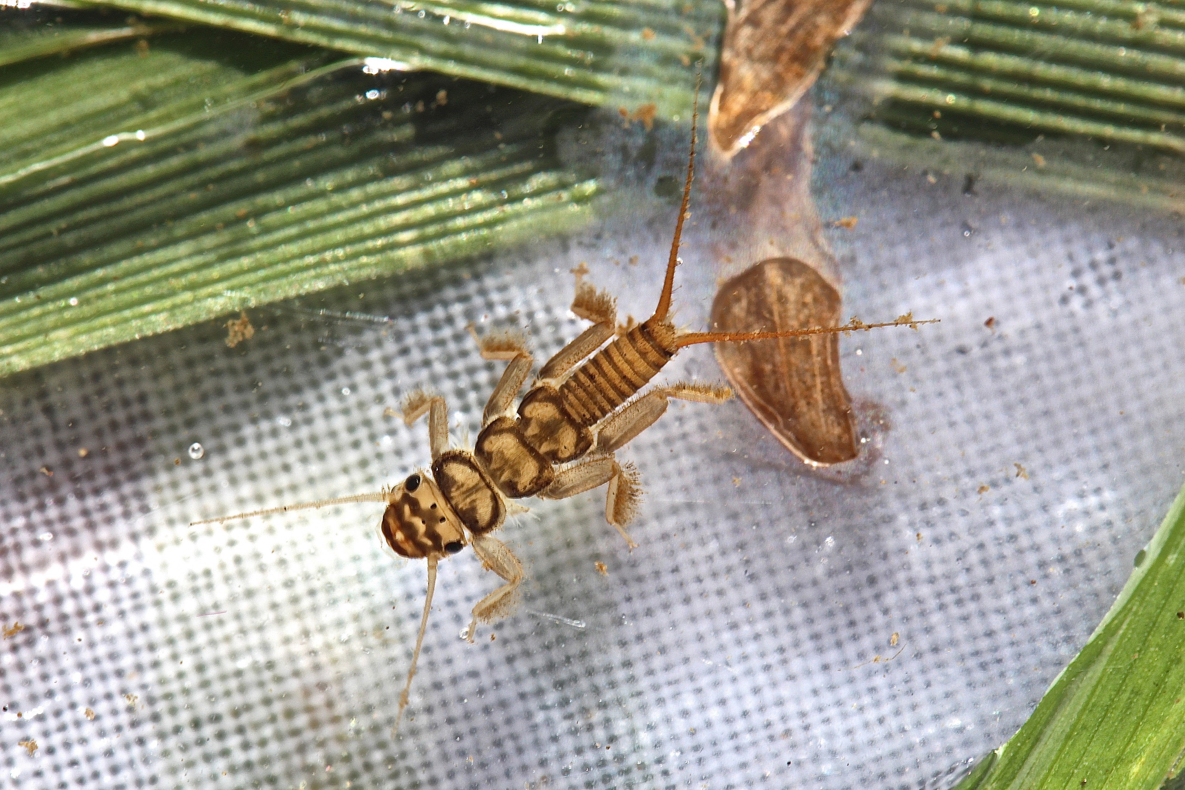 Common stonefly, Agnetina flavescens (10763837835)