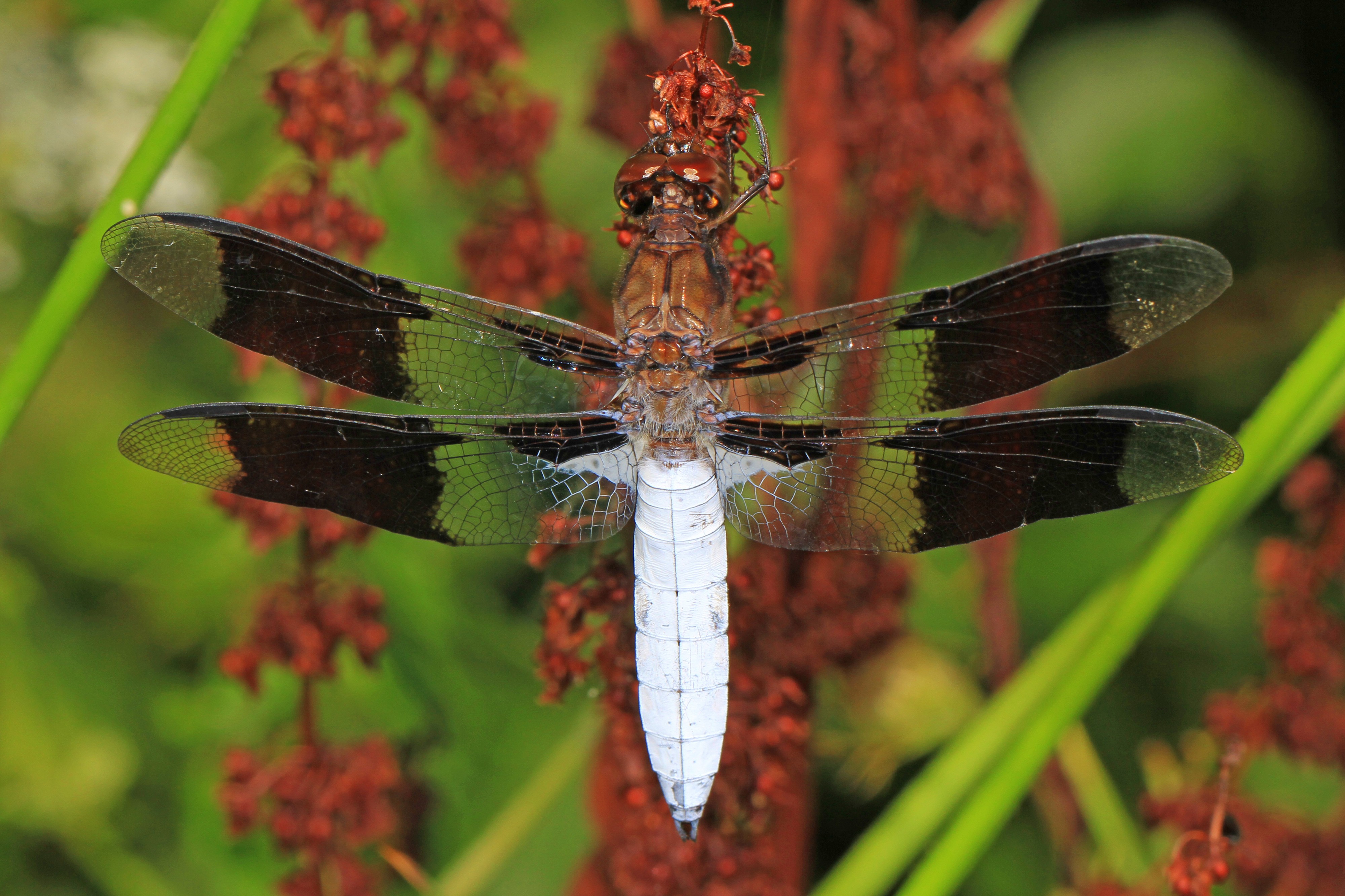 Common Whitetail - Plathemis lydia, Pohick Creek Park, Newington, Virginia - 28426200266