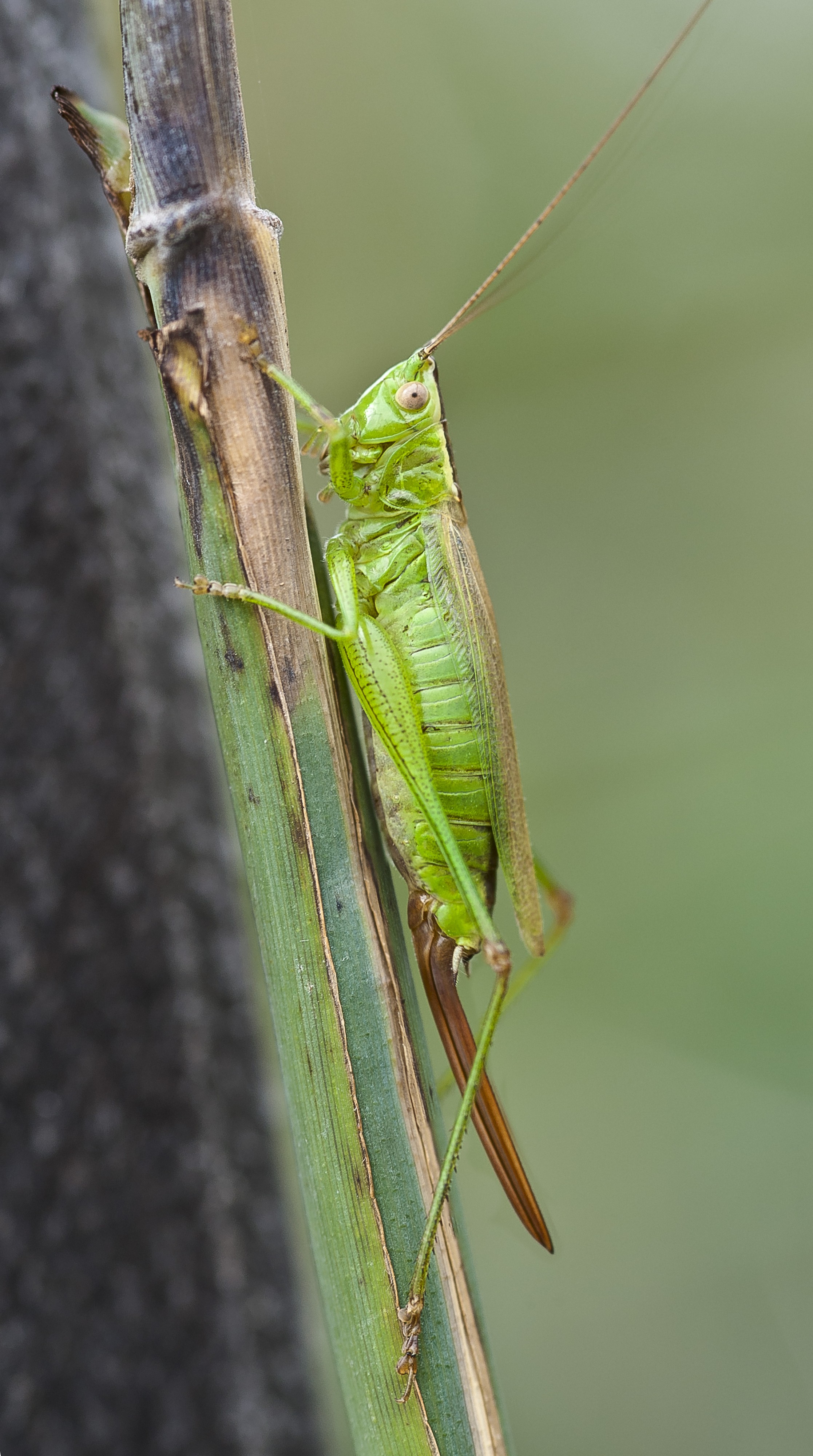 Conocephalus fuscus pjt1