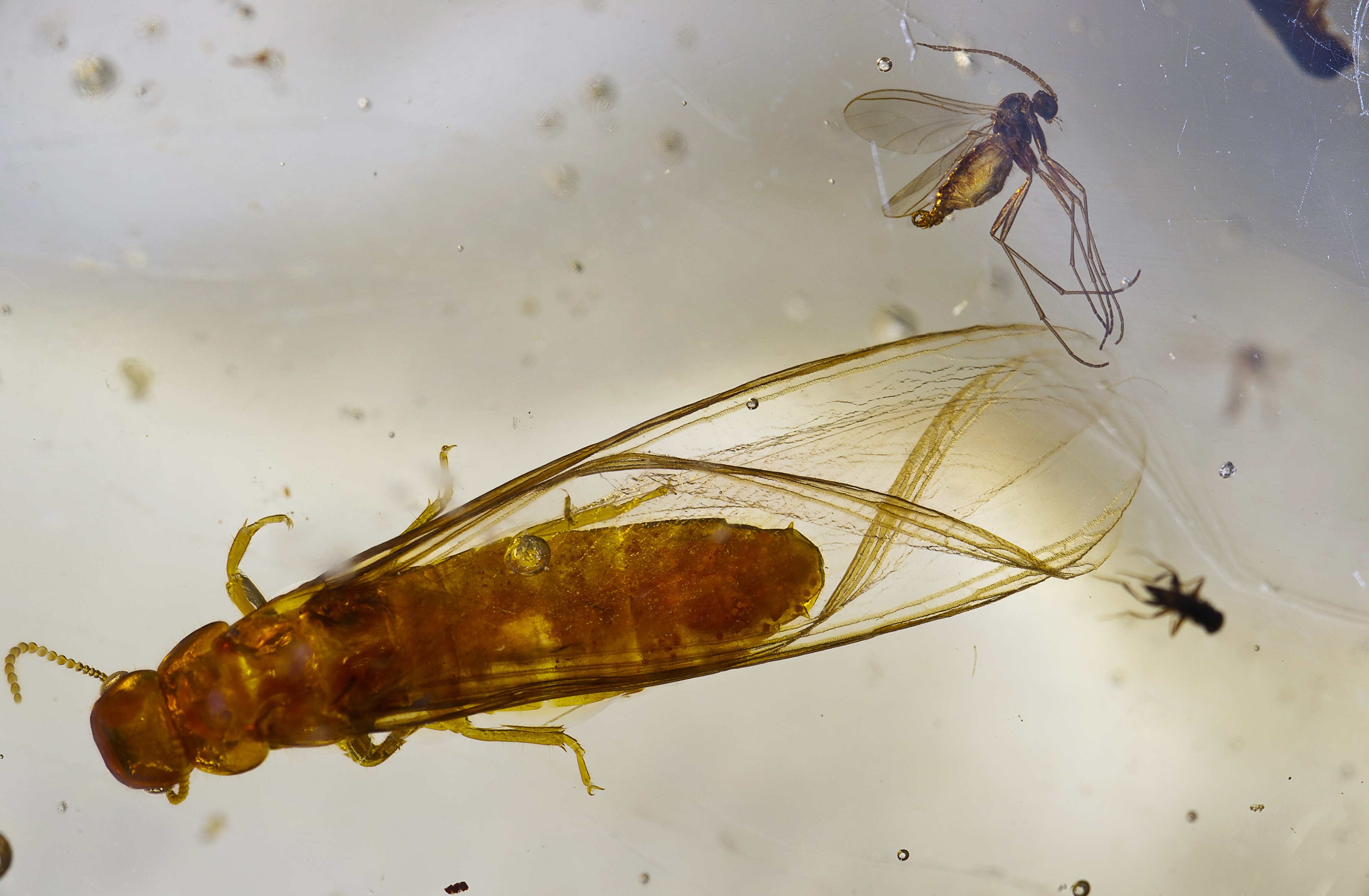 Copal Madagascar - Isoptera