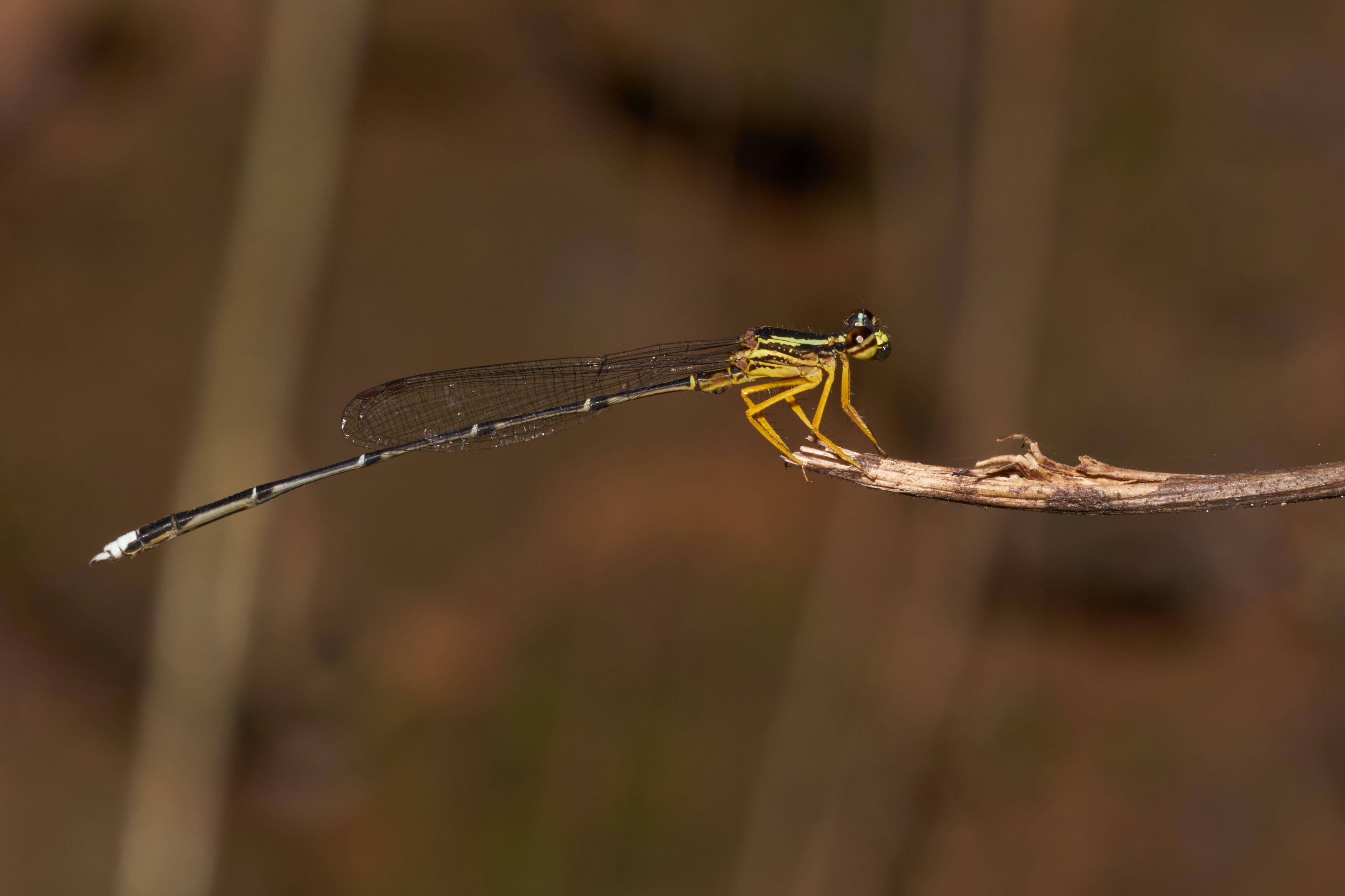 Copera marginipes-Kadavoor-2016-11-11-001