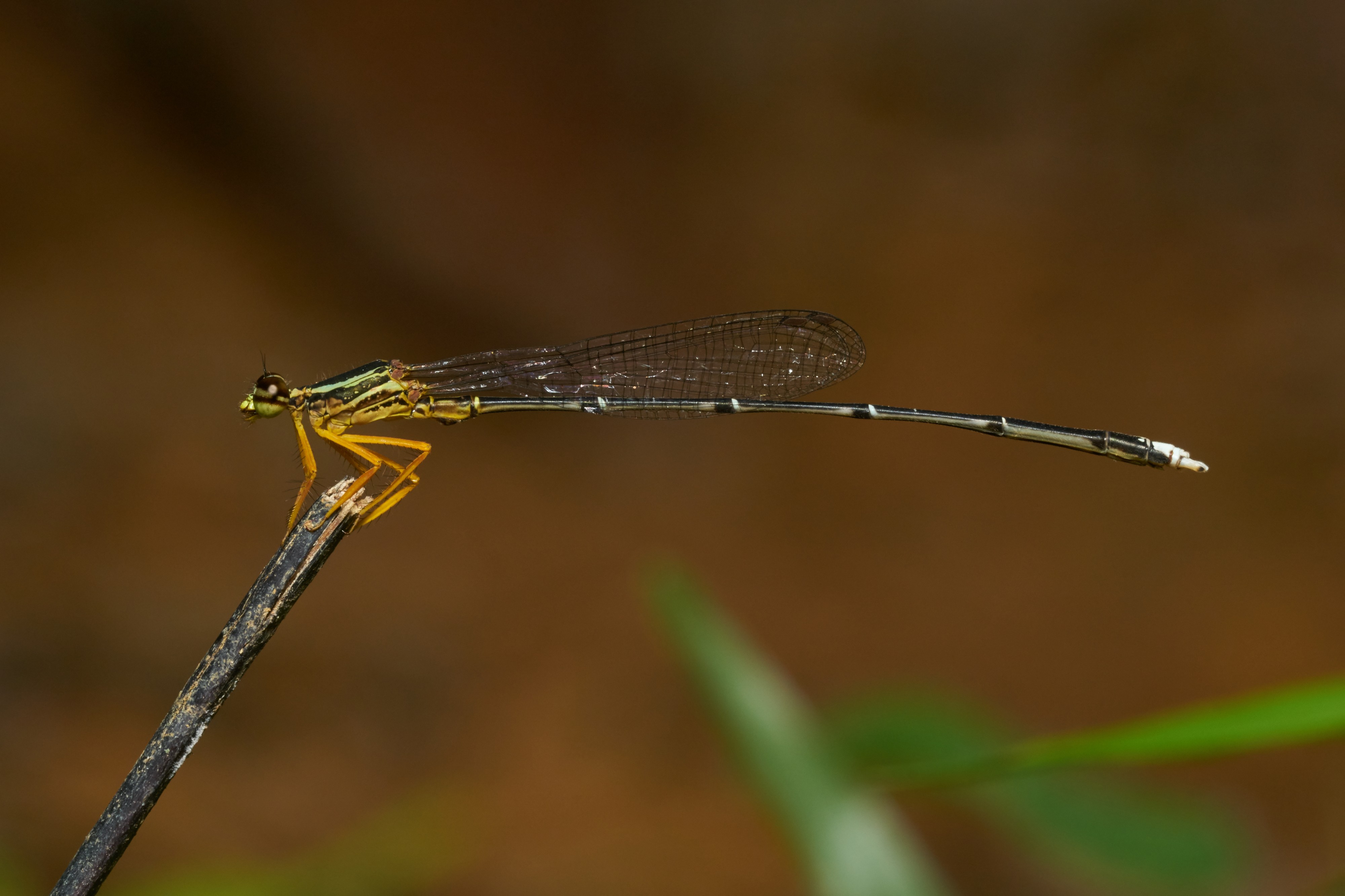 Copera marginipes-Kadavoor-2016-11-26-002