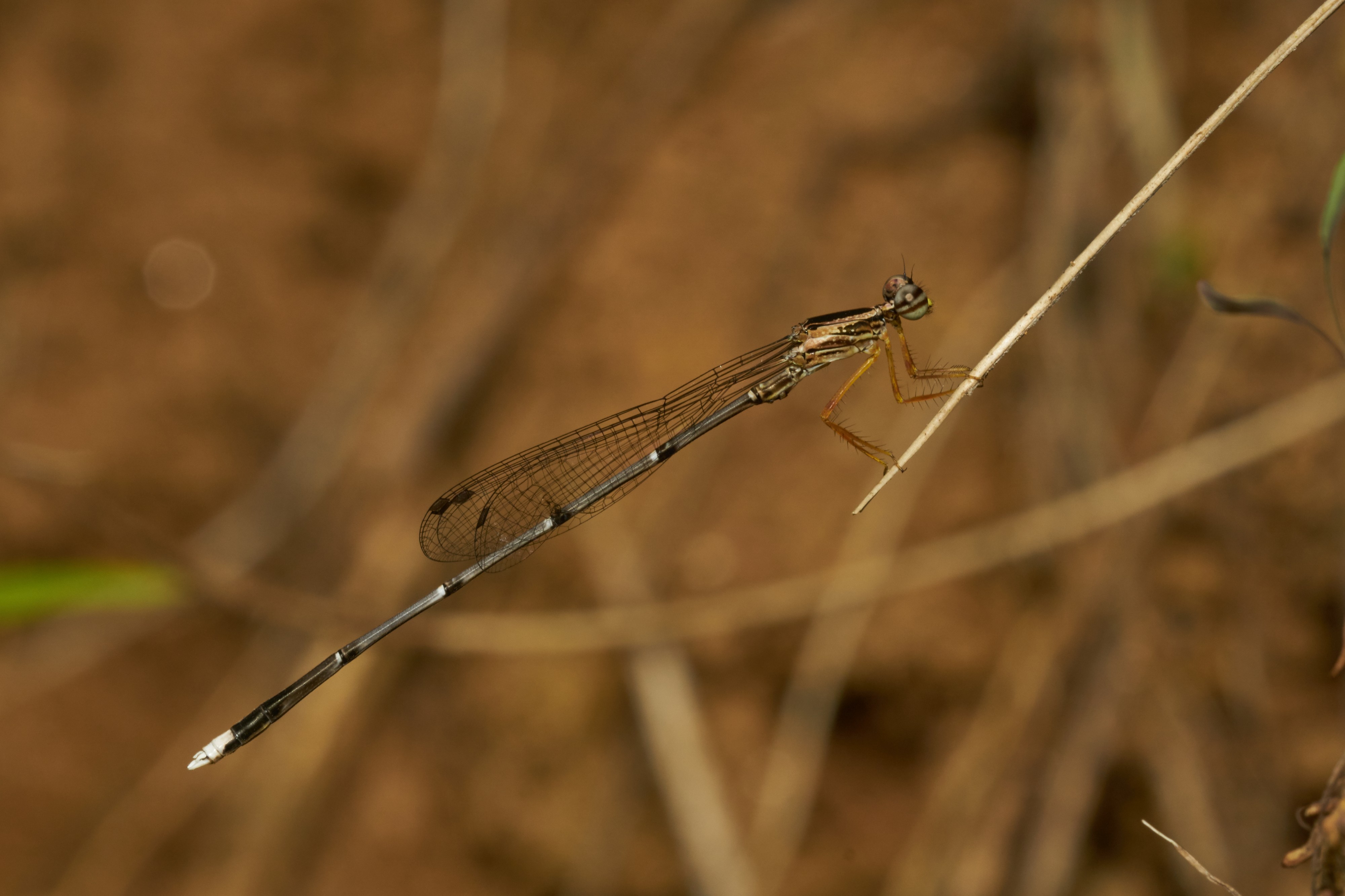 Copera vittata-Kadavoor-2016-11-27-001
