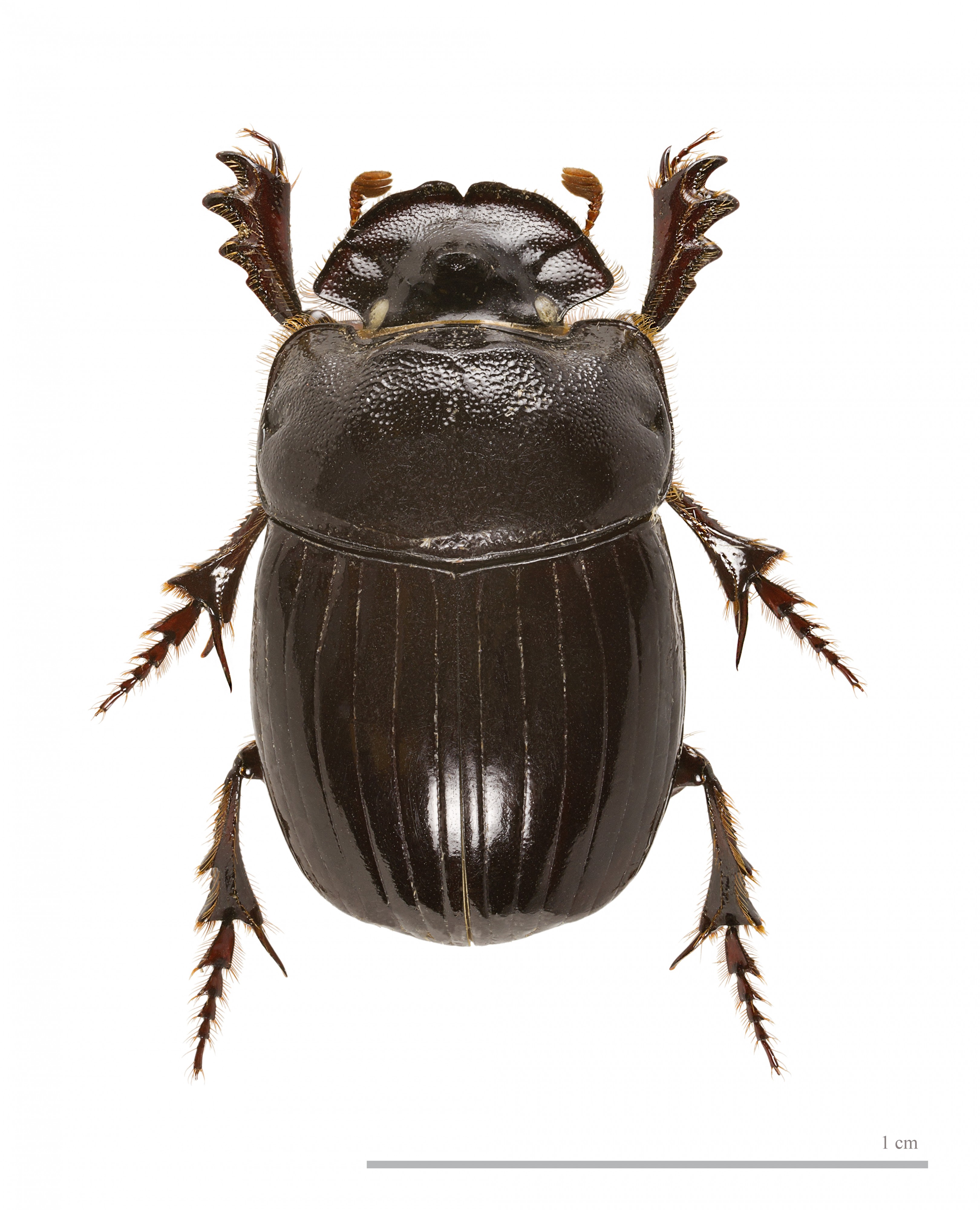 Copris lunaris. MHNT