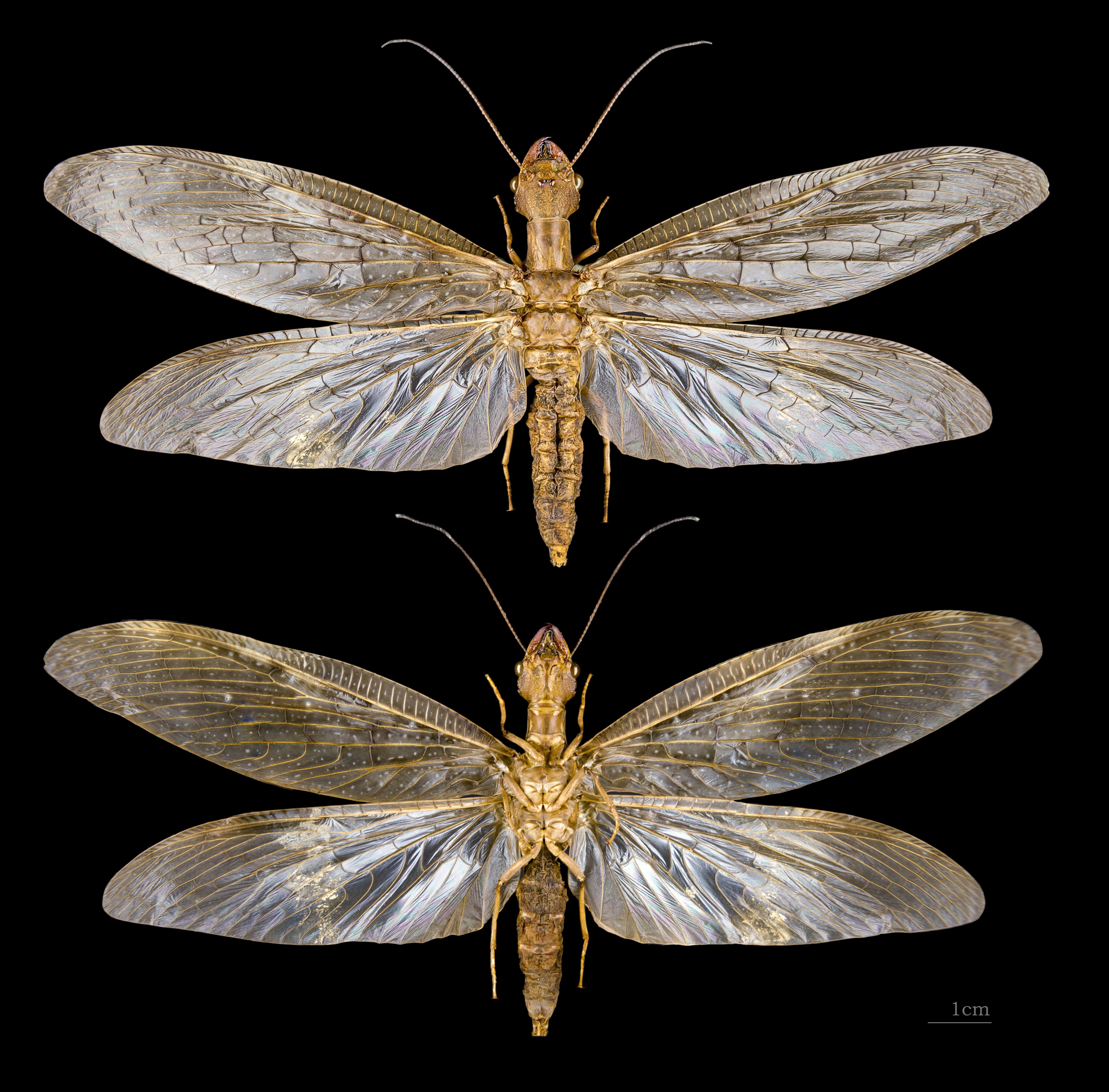 Corydalus cornutus MHNT female