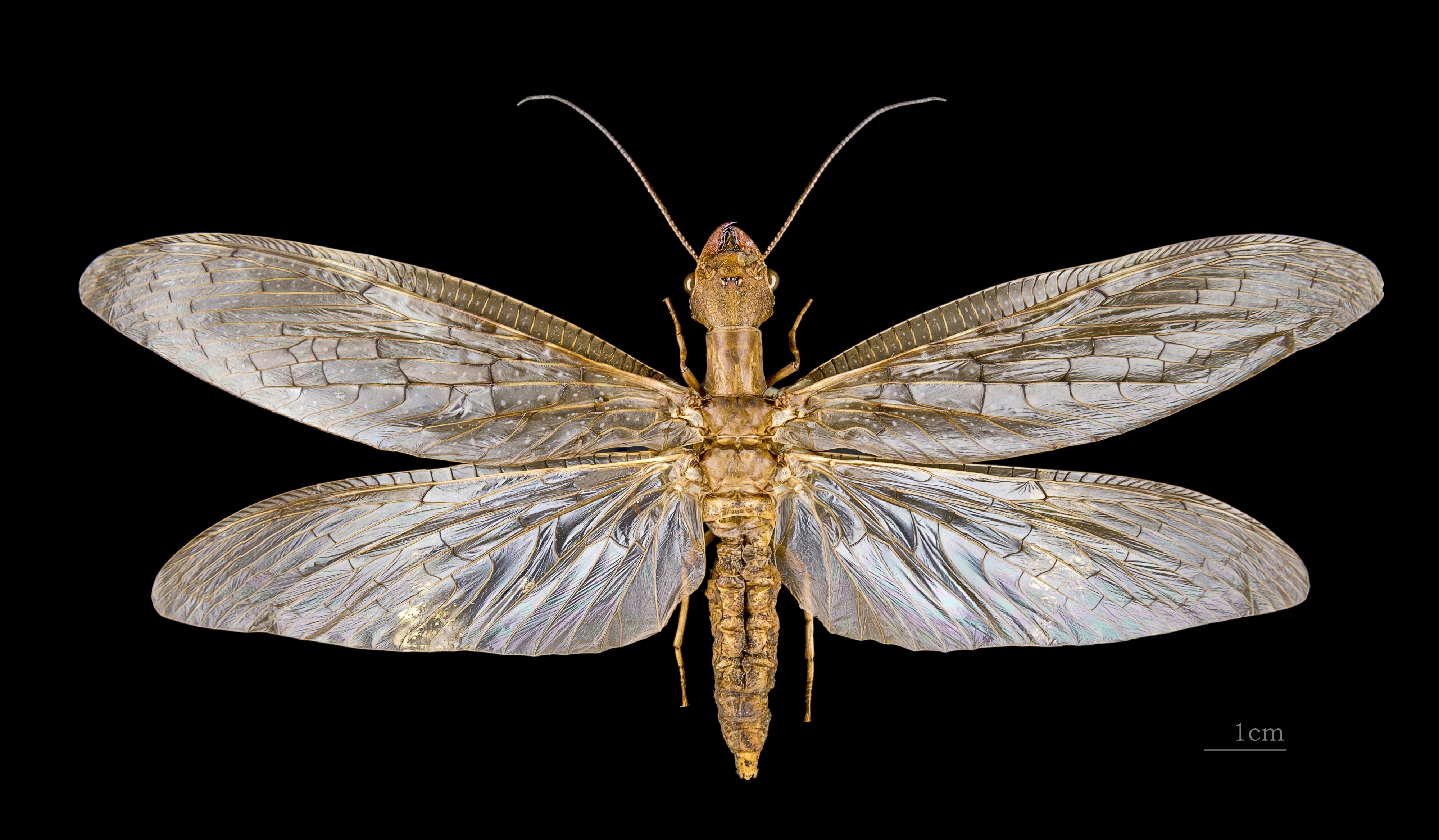 Corydalus cornutus MHNT female dos