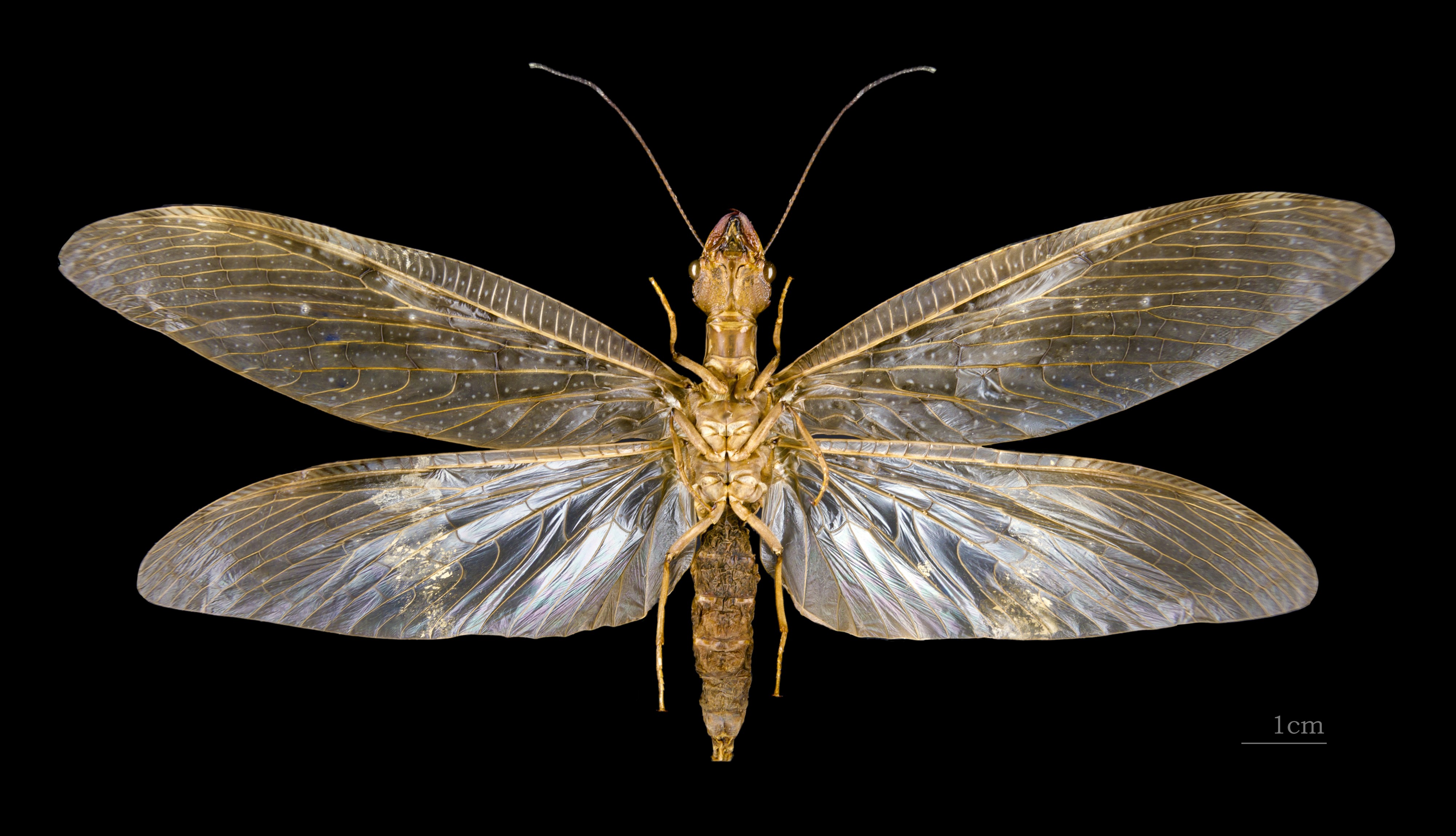 Corydalus cornutus MHNT female ventre
