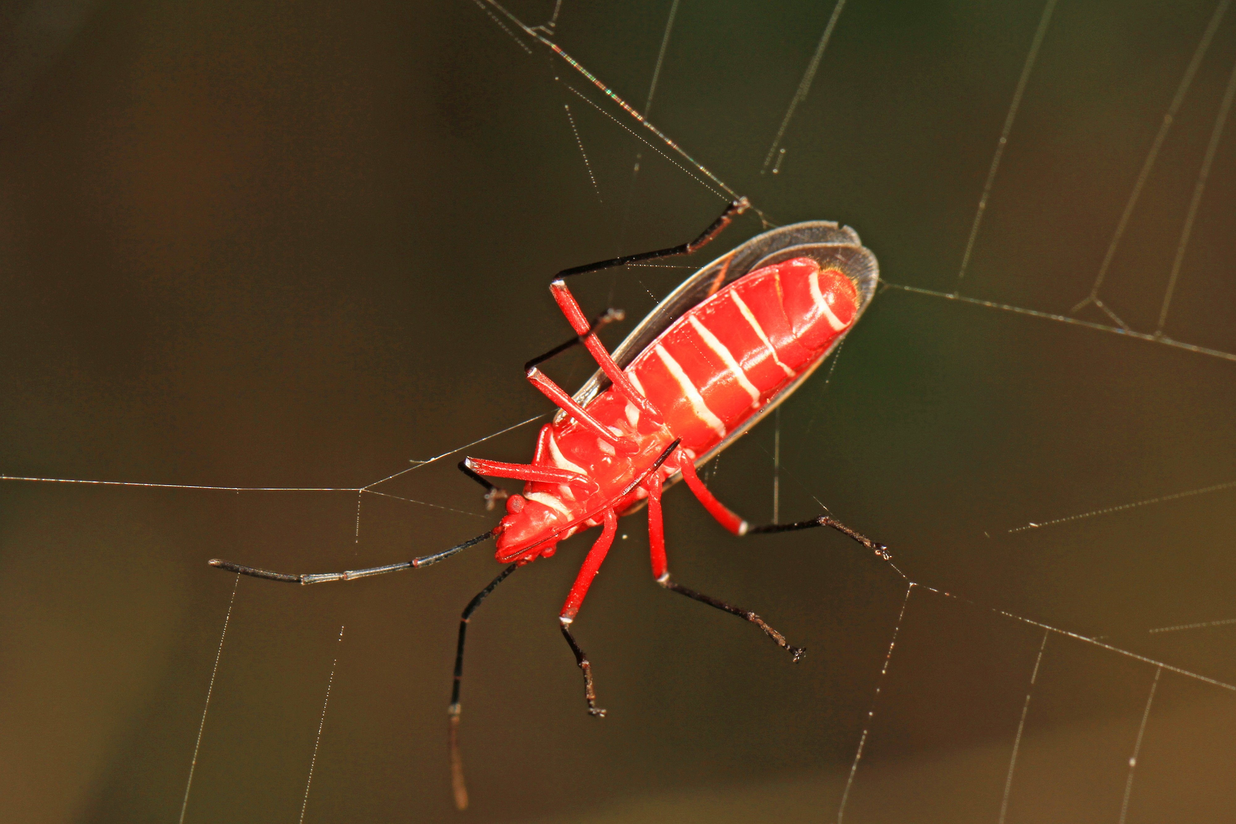 Cotton Stainer - Dysdercus suturellus caught in spider web, Everglades National Park, Homestead, Florida