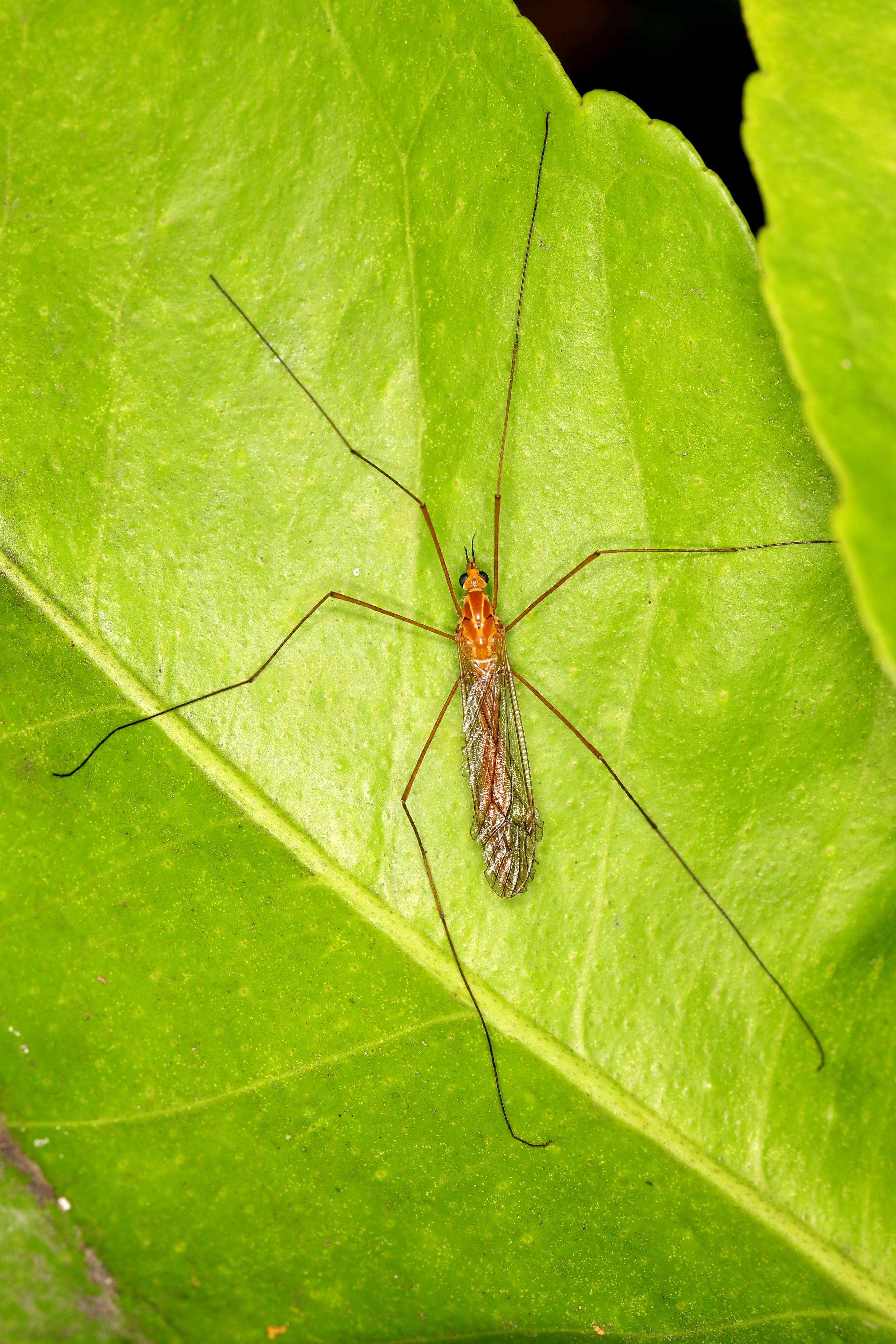 Crane Fly