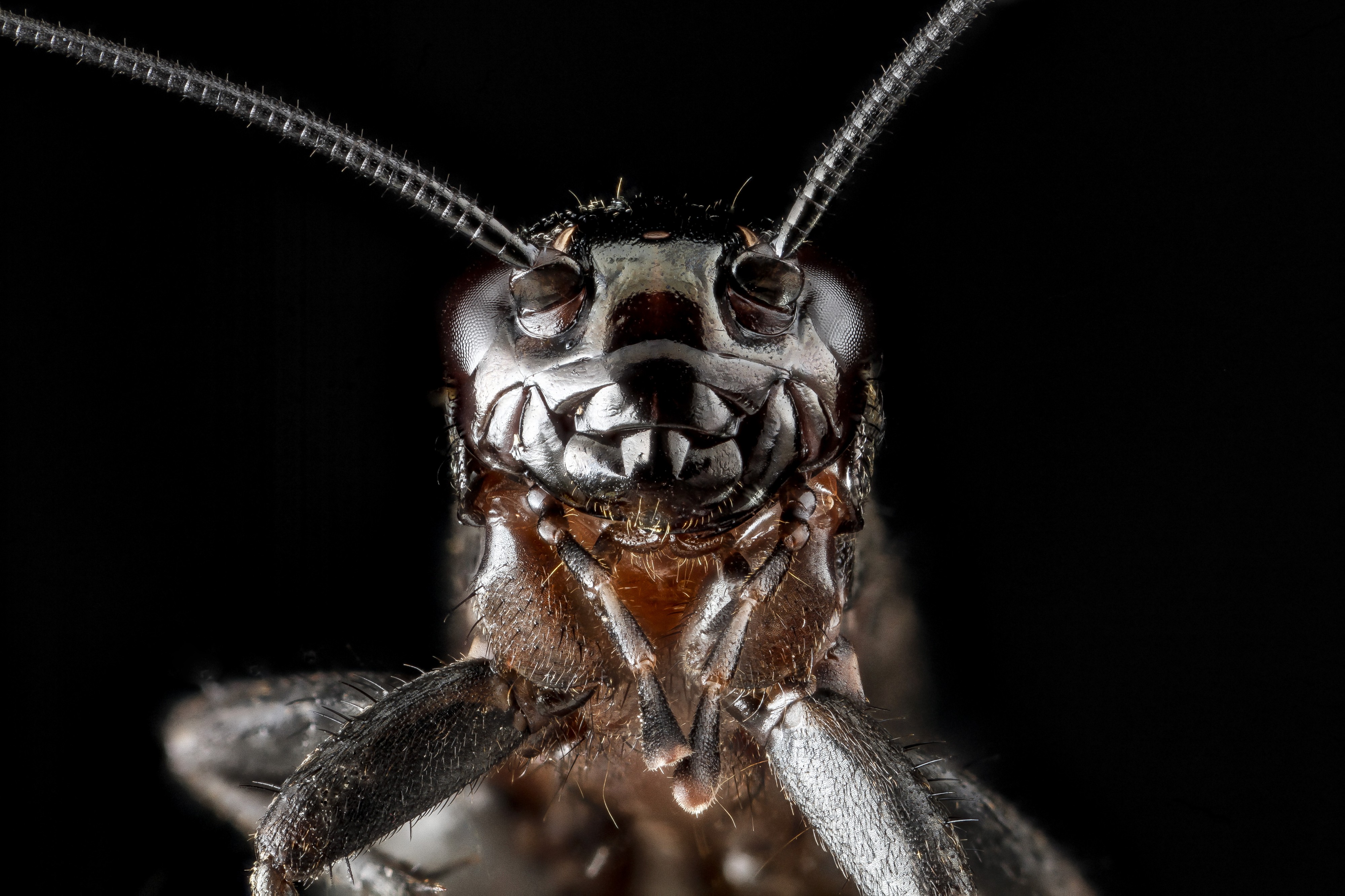 Cricket, face 2012-09-26-15.17.13 ZS PMax (8034294068)
