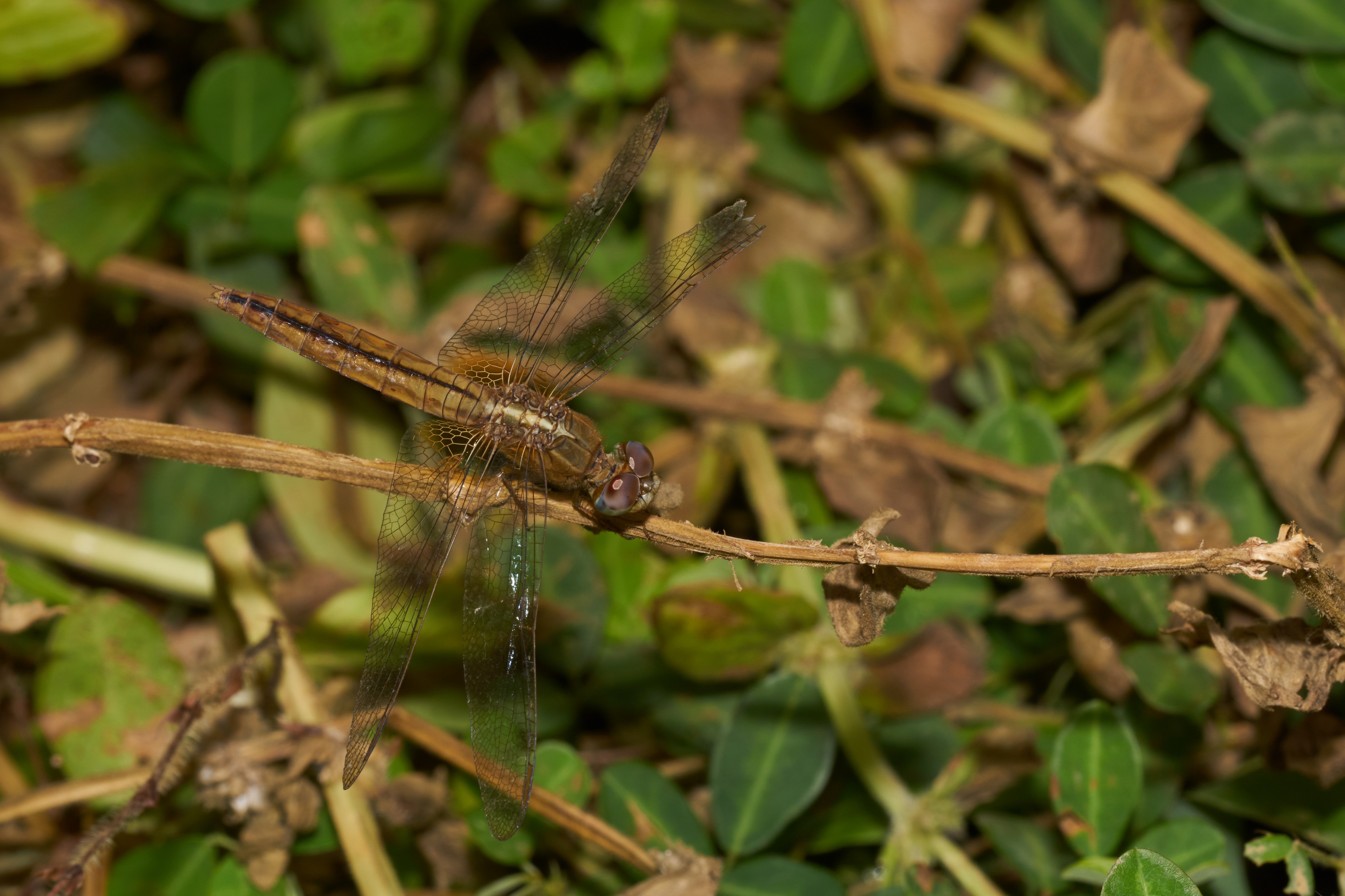 Crocothemis servilia-Kadavoor-2016-10-15-005