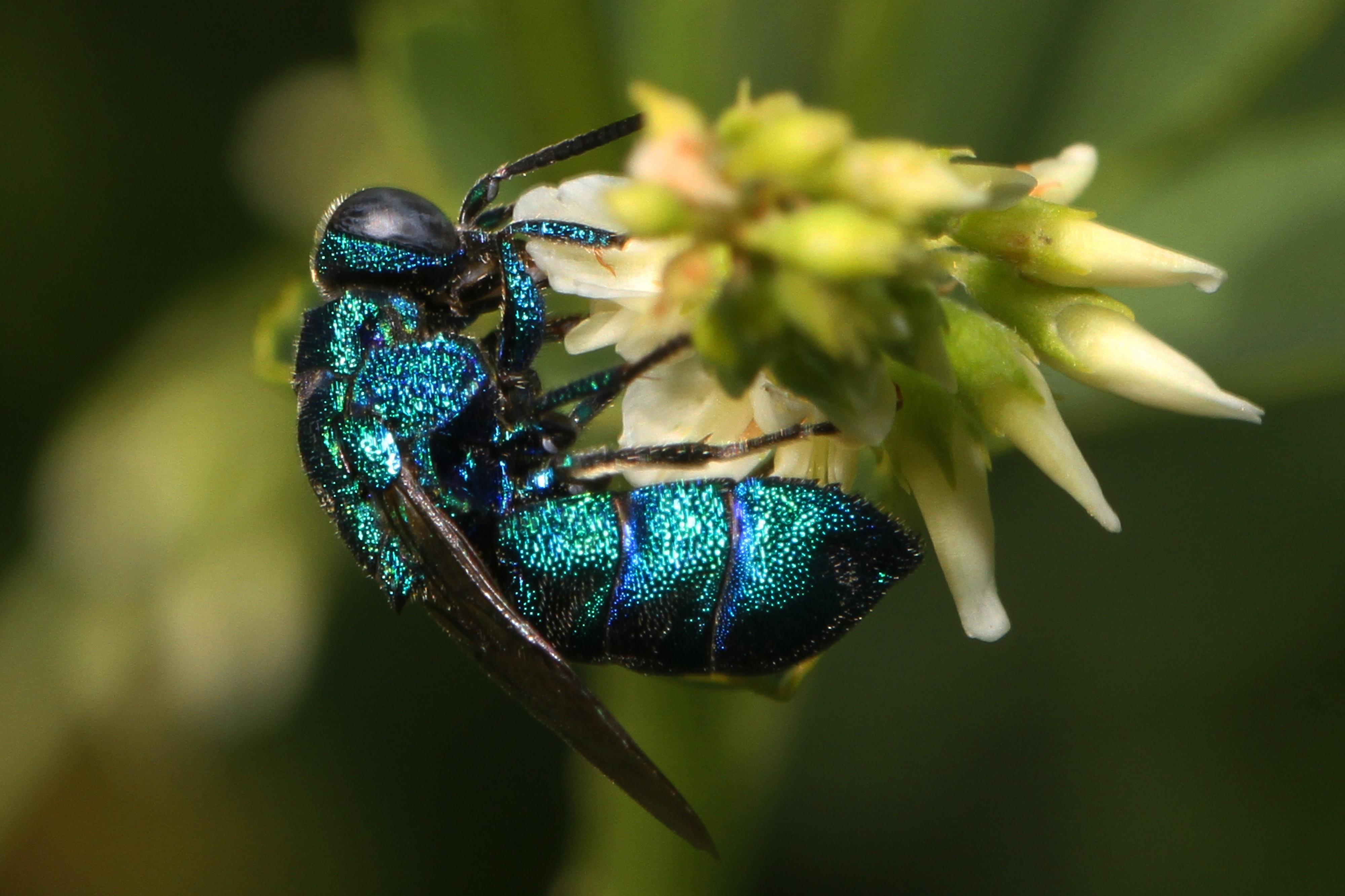 Cuckoo Wasp - Chrysis species, Bassetts, California