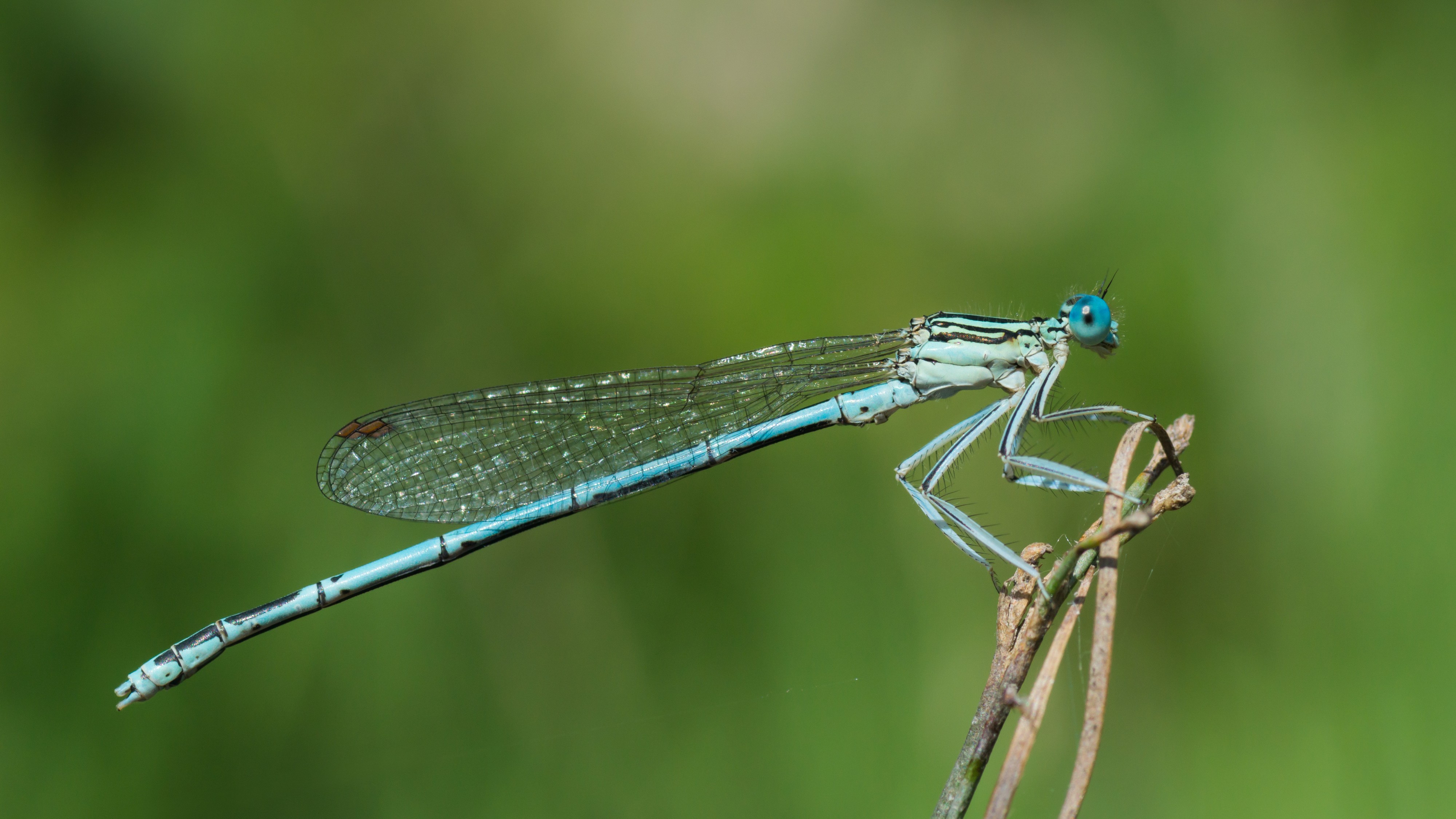 Damselfly 08 (MK)