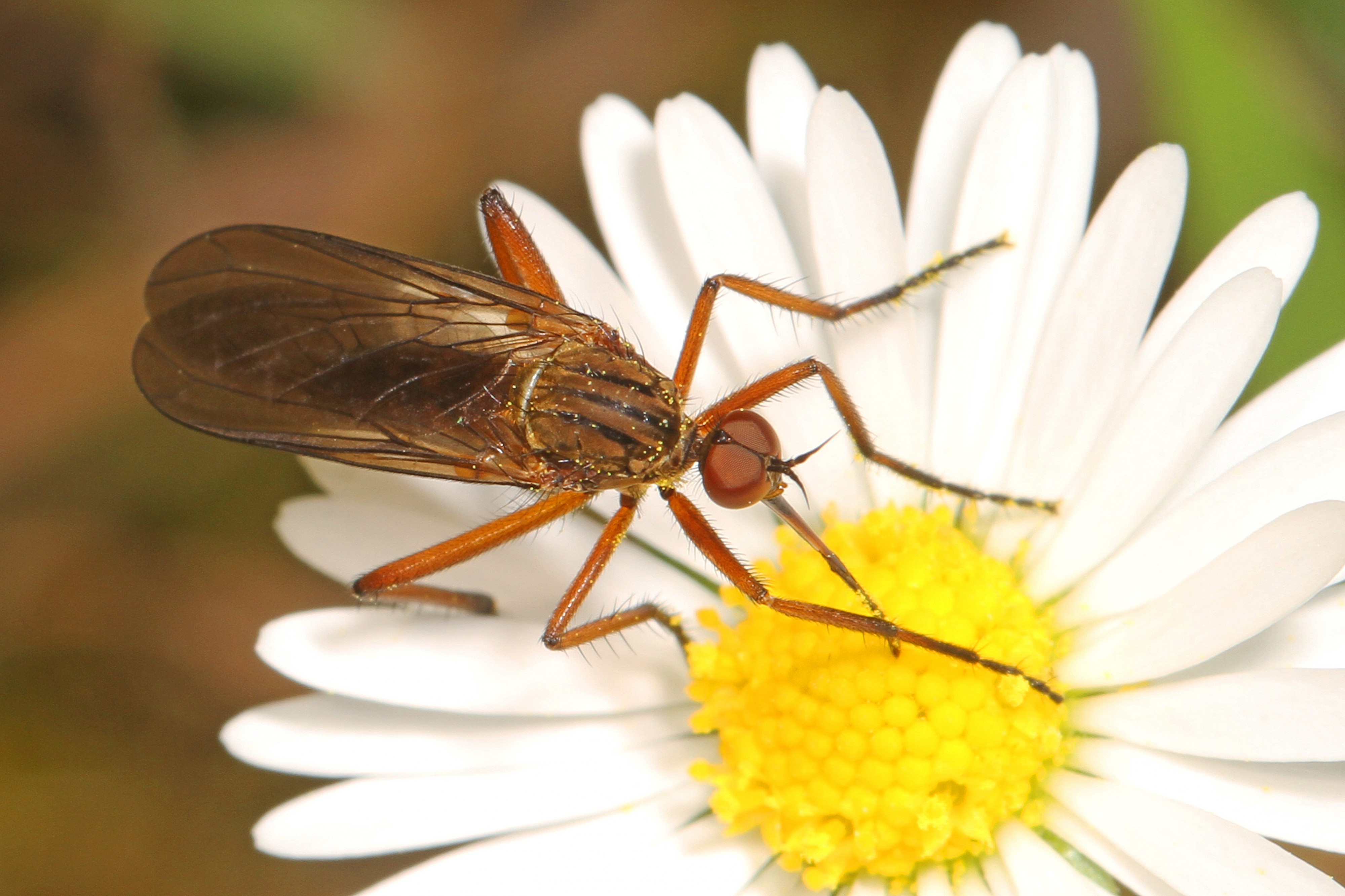 Dance Fly - Empis livida?, Argaty, Doune, Perthshire, Scotland