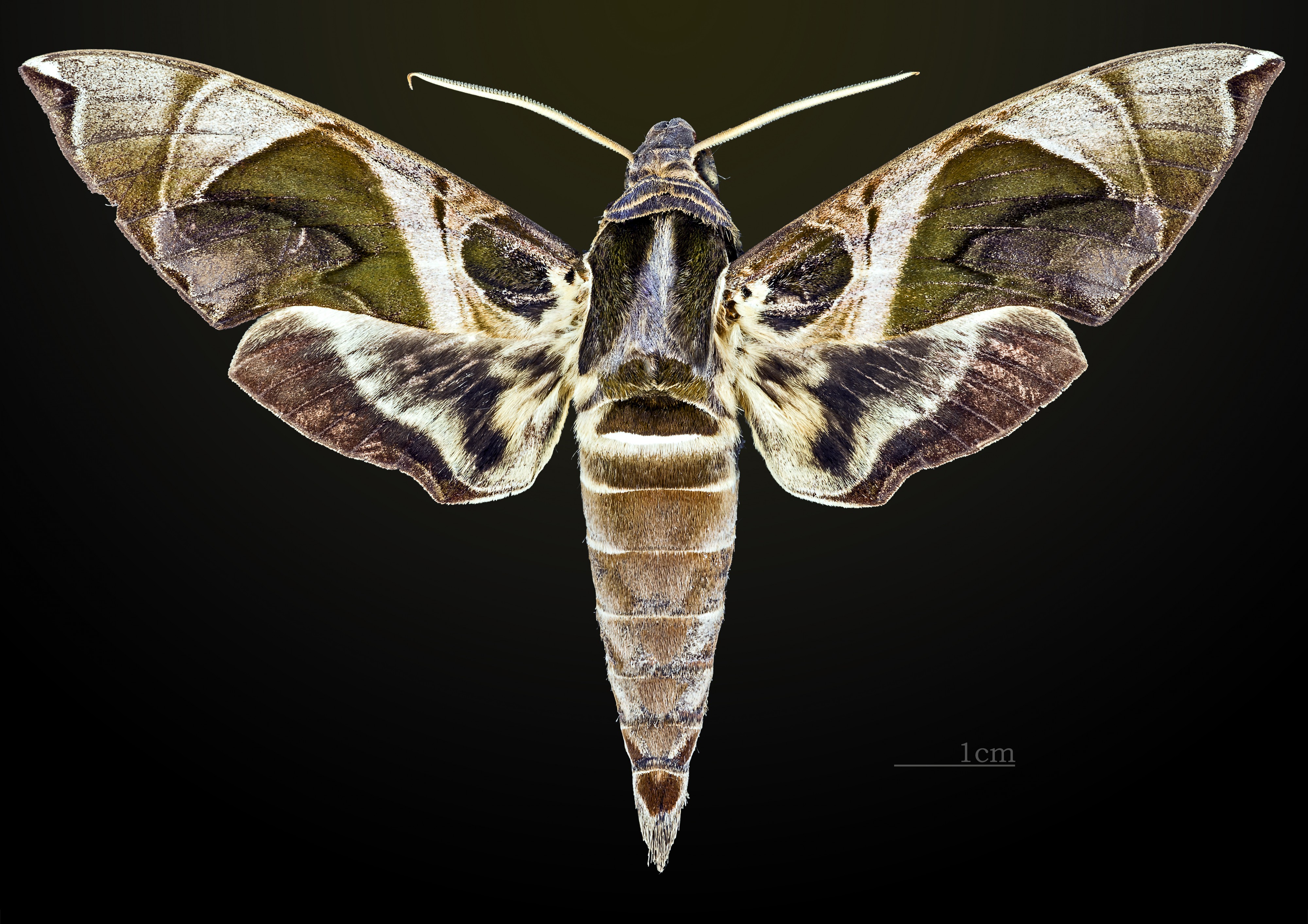 Daphnis moorei MHNT CUT 2010 0 43 dorsal