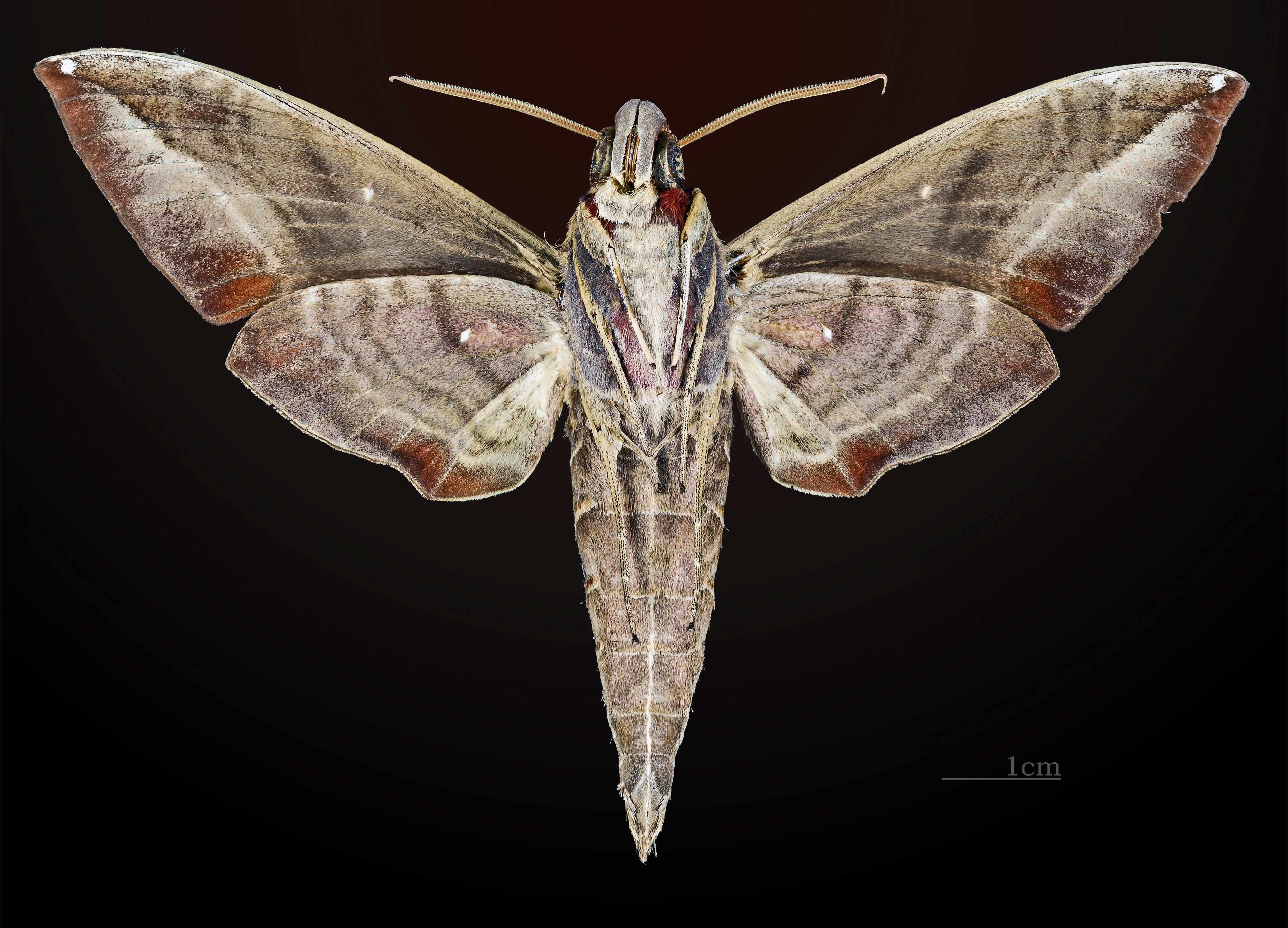 Daphnis moorei MHNT CUT 2010 0 43 ventral