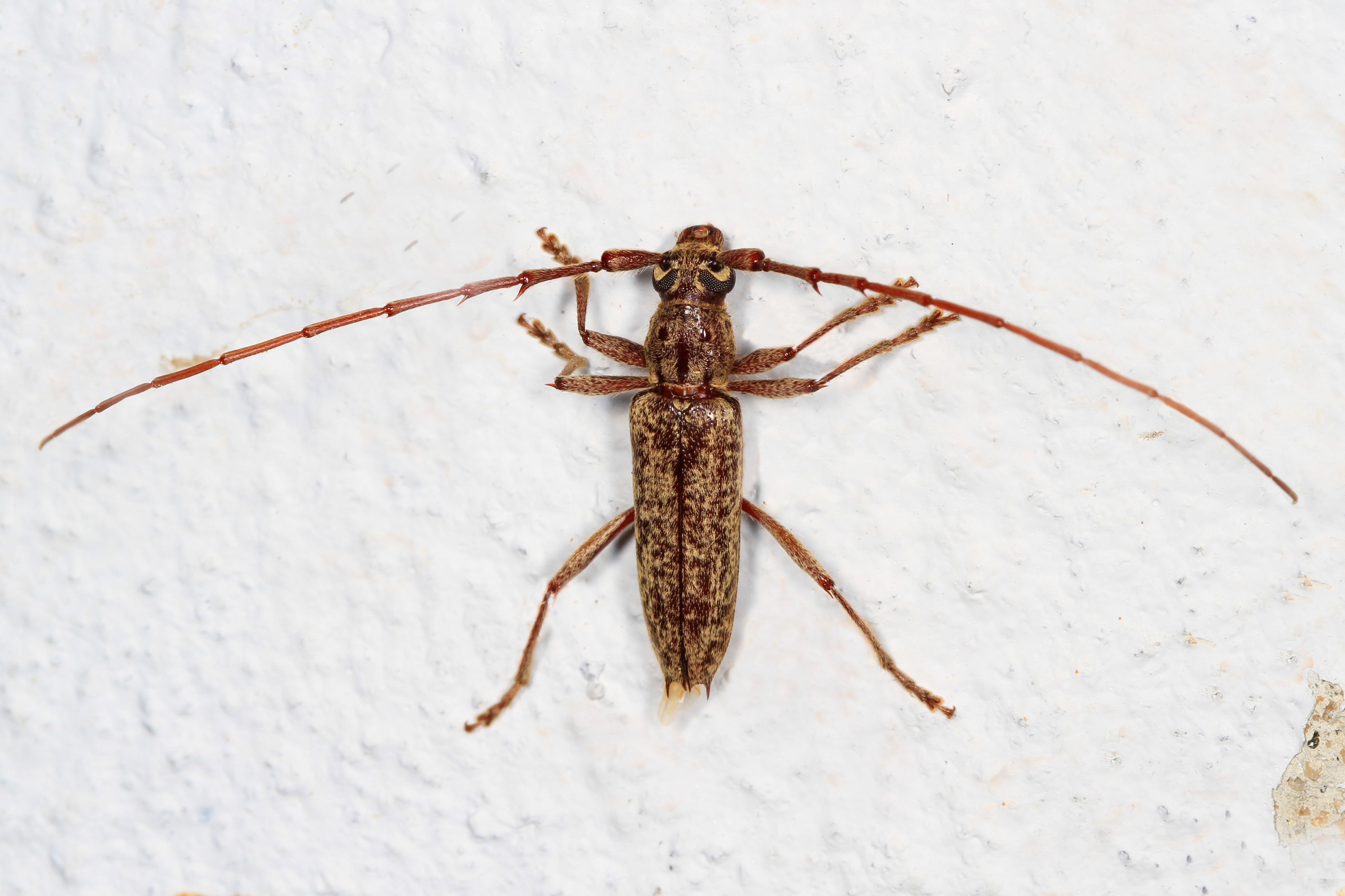 Day 168 - Long-horned Beetle - Parelaphidion aspersum, Woodbridge, Virginia