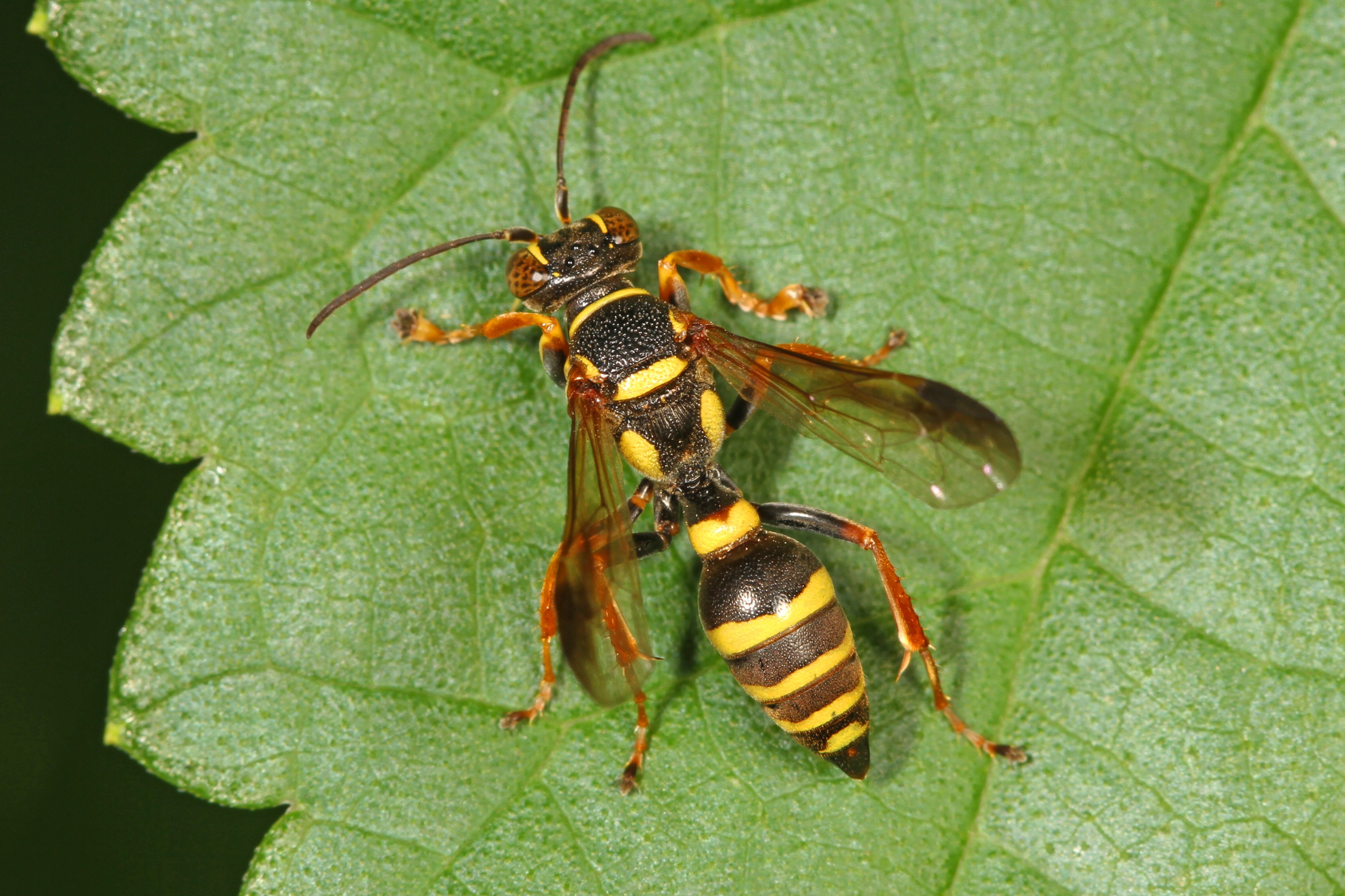Day 229 - Square-headed Wasp - Psammaletes mexicanus, Woodbridge, Virginia