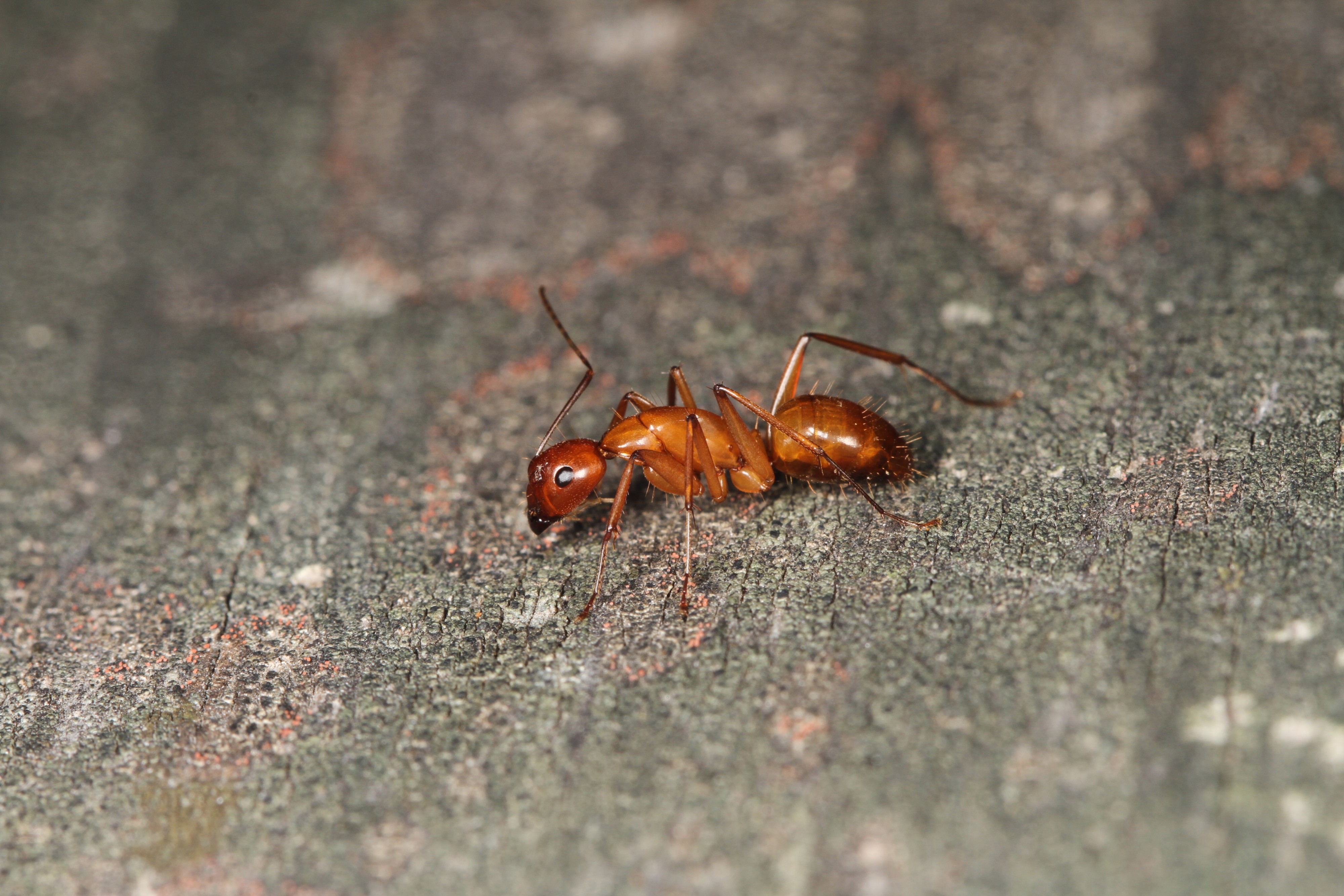 Day 267 - Red Carpenter Ant - Camponotus castaneus, Leesylvania State Park, Woodbridge, Virginia
