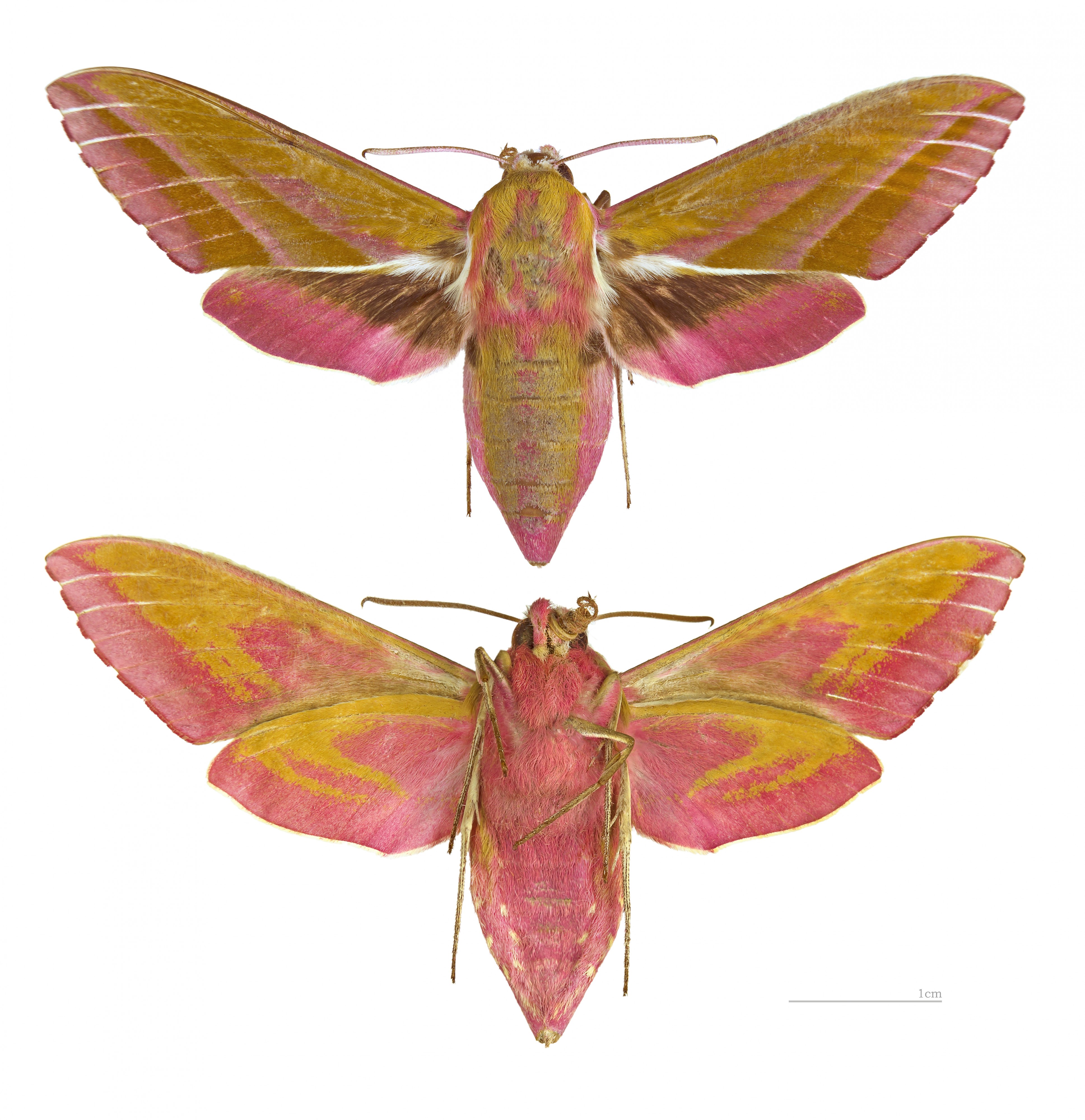 Deilephila elpenor MHNT