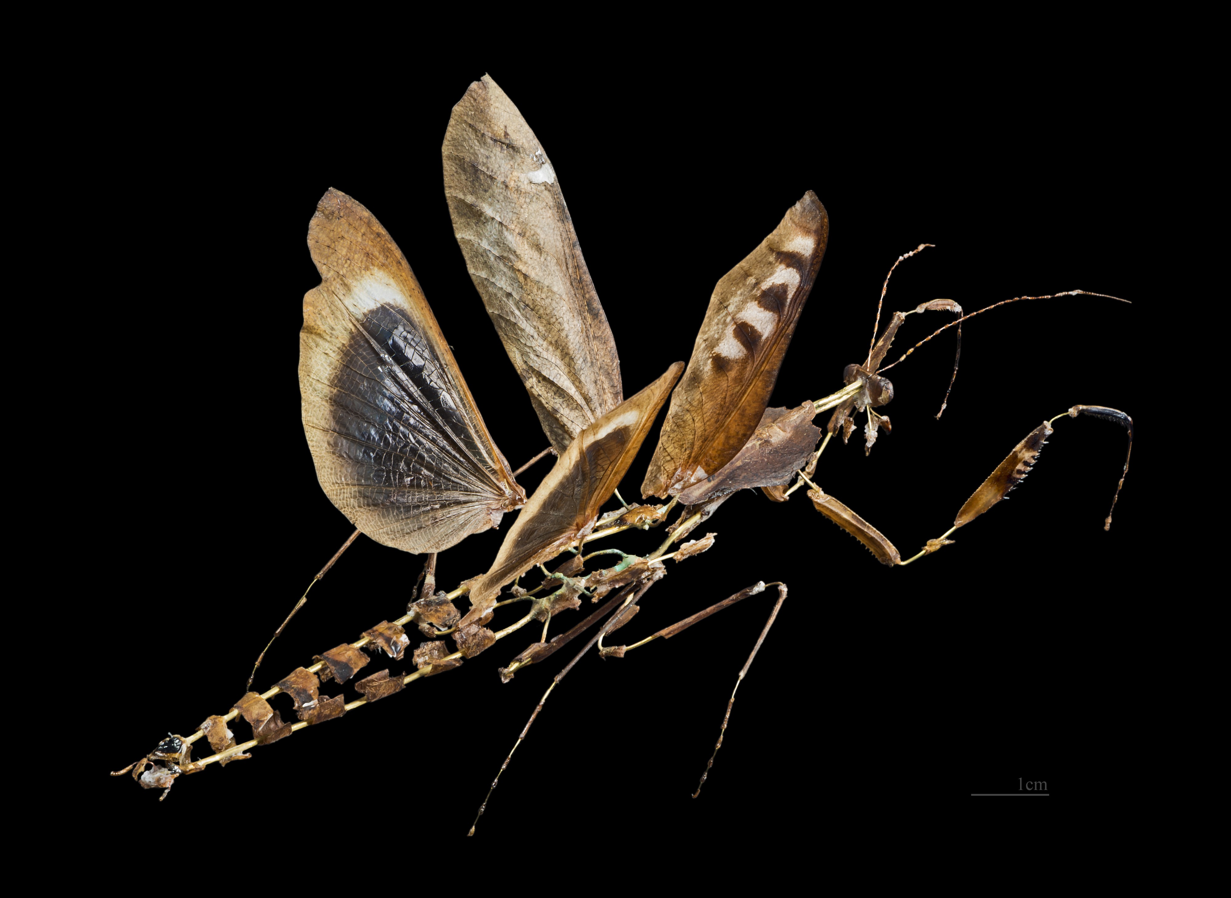 Deroplatys desiccata MHNT CUT 2014 14 7